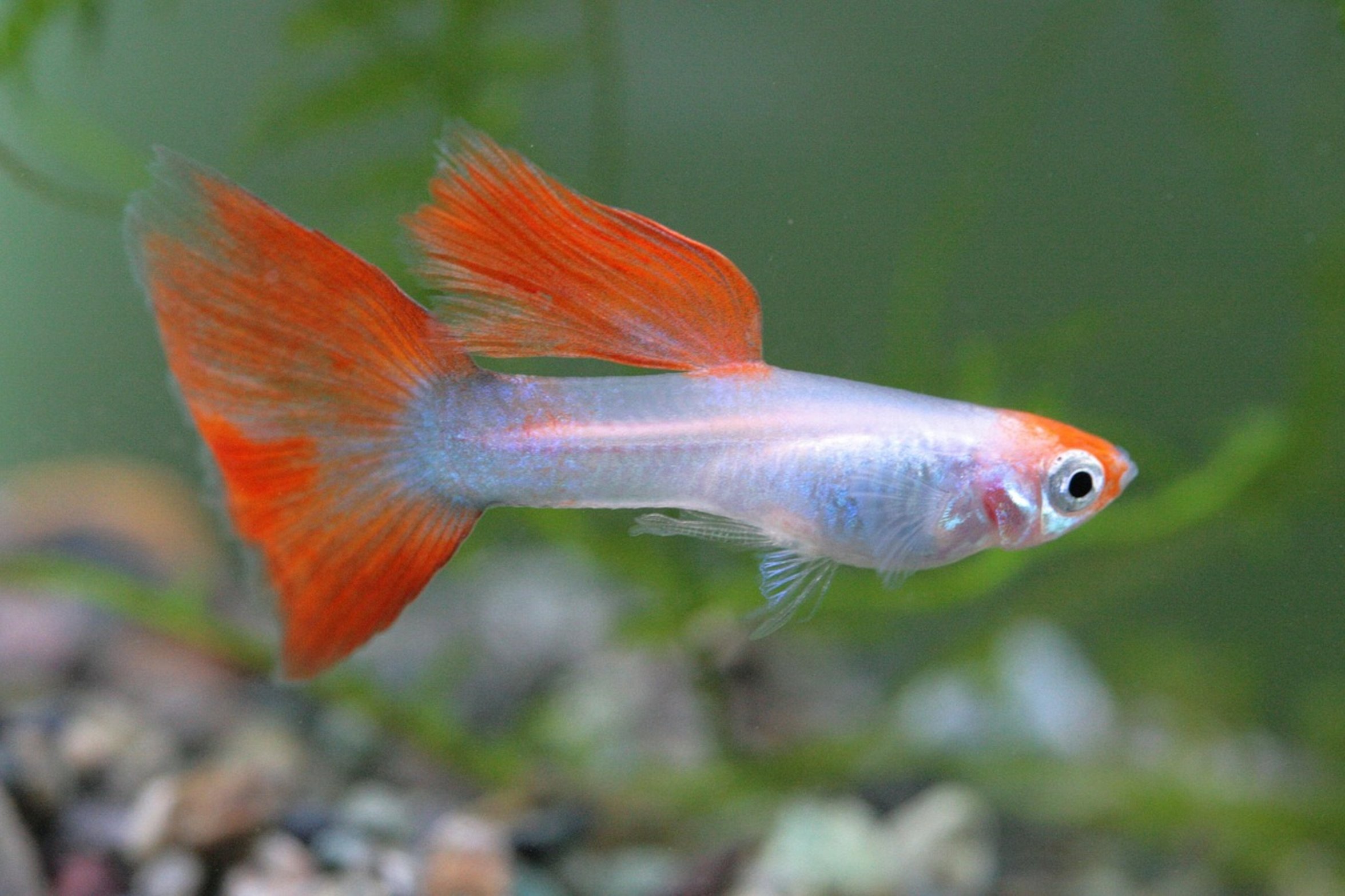 guppies swimming plants guppies swimming plants