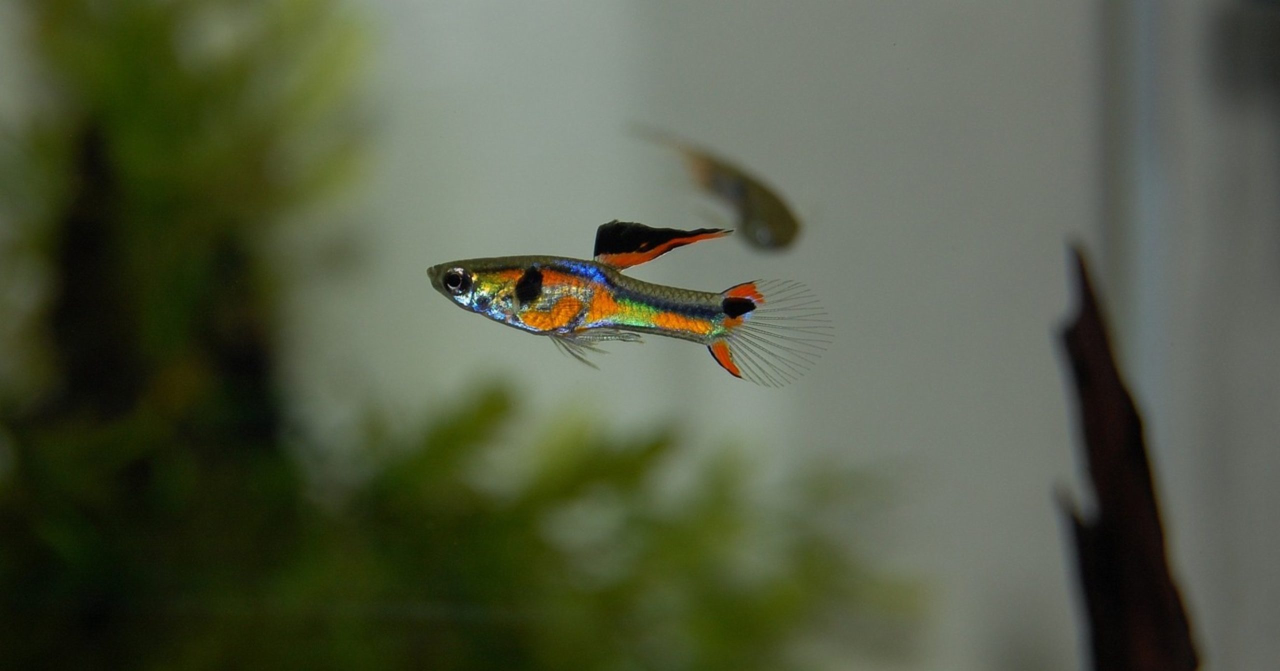 guppy fish school bowl guppy fish school bowl