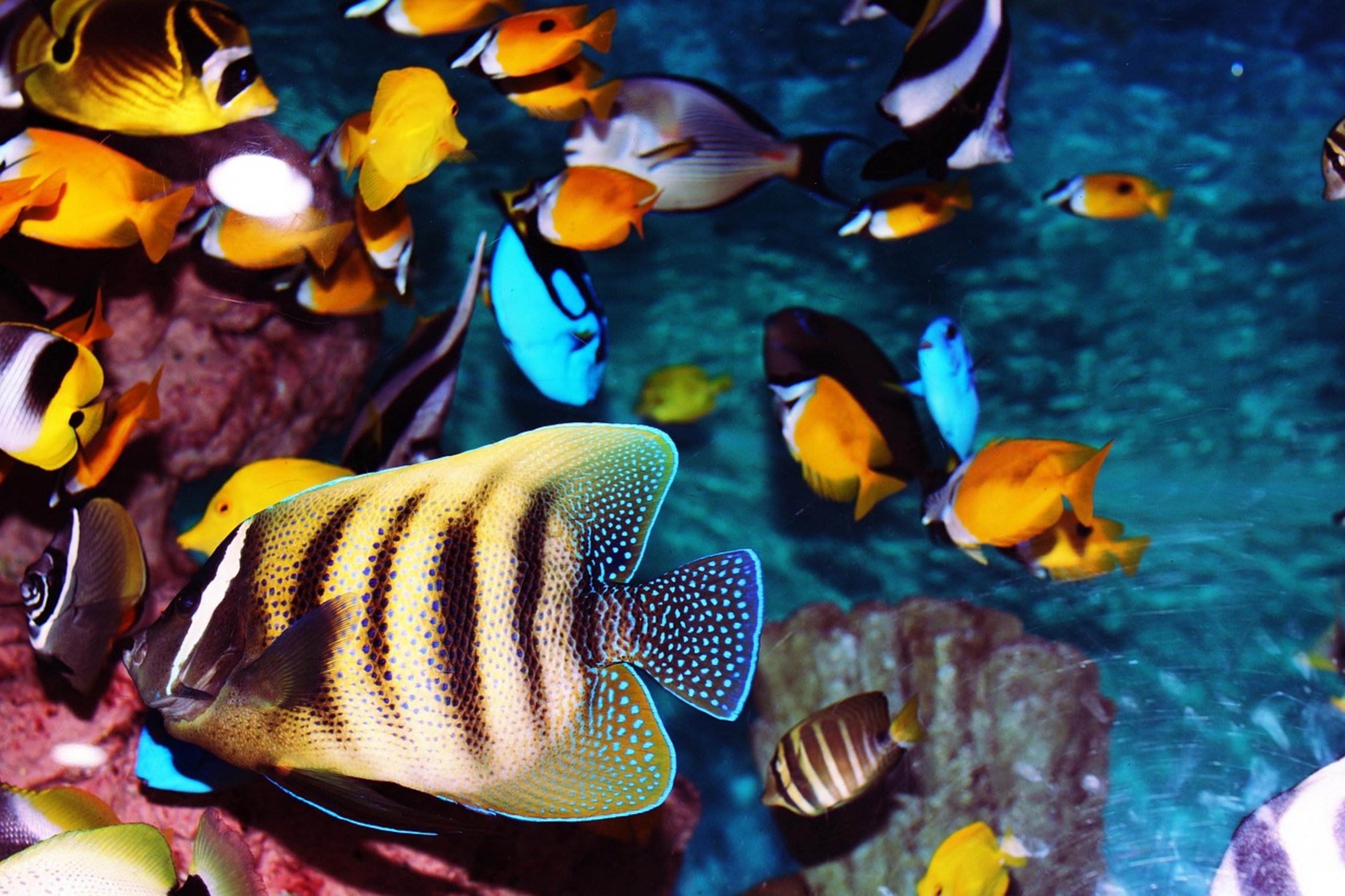happy fish in tank happy fish in tank