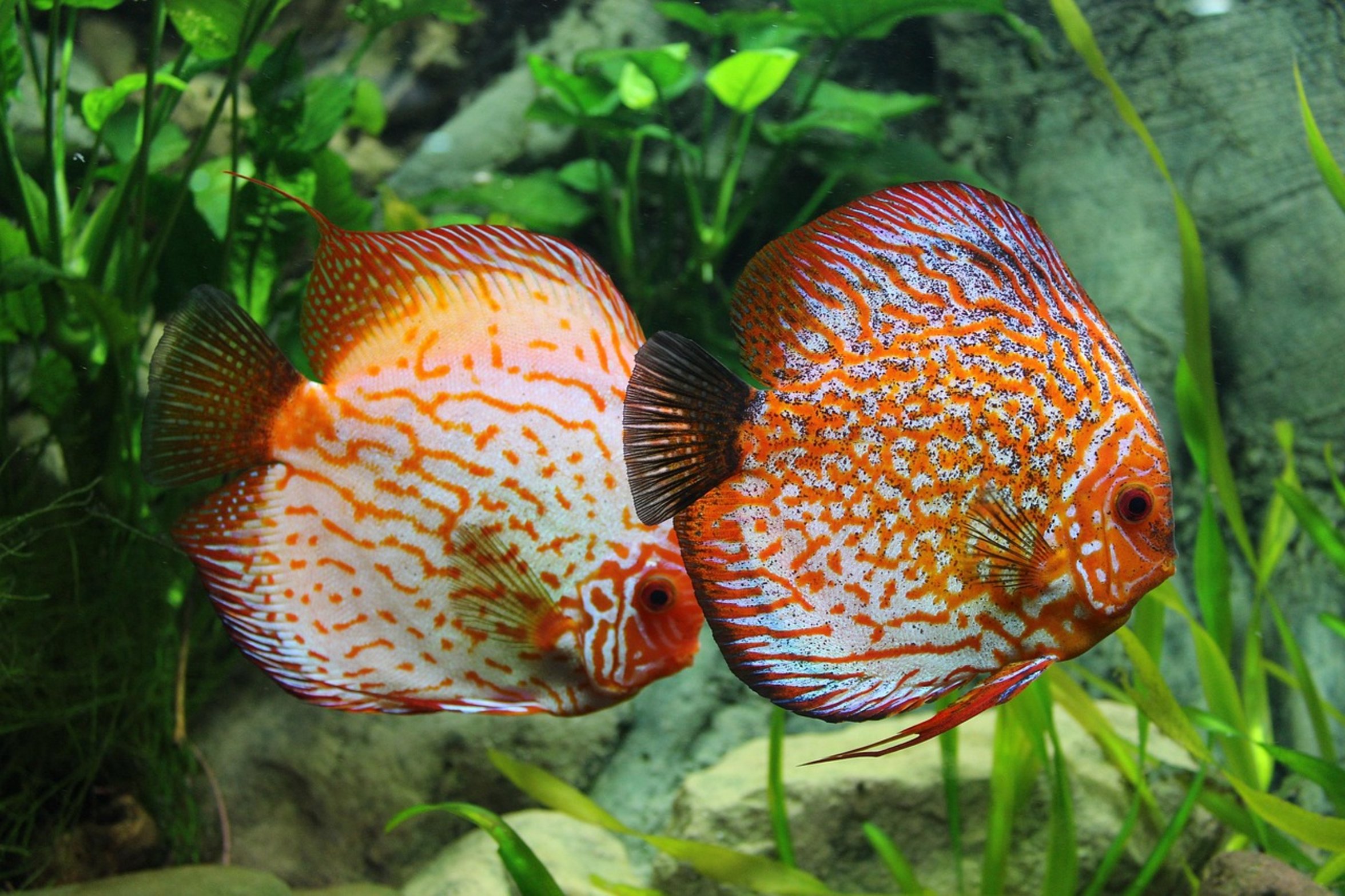 healthy aquarium fish healthy aquarium fish