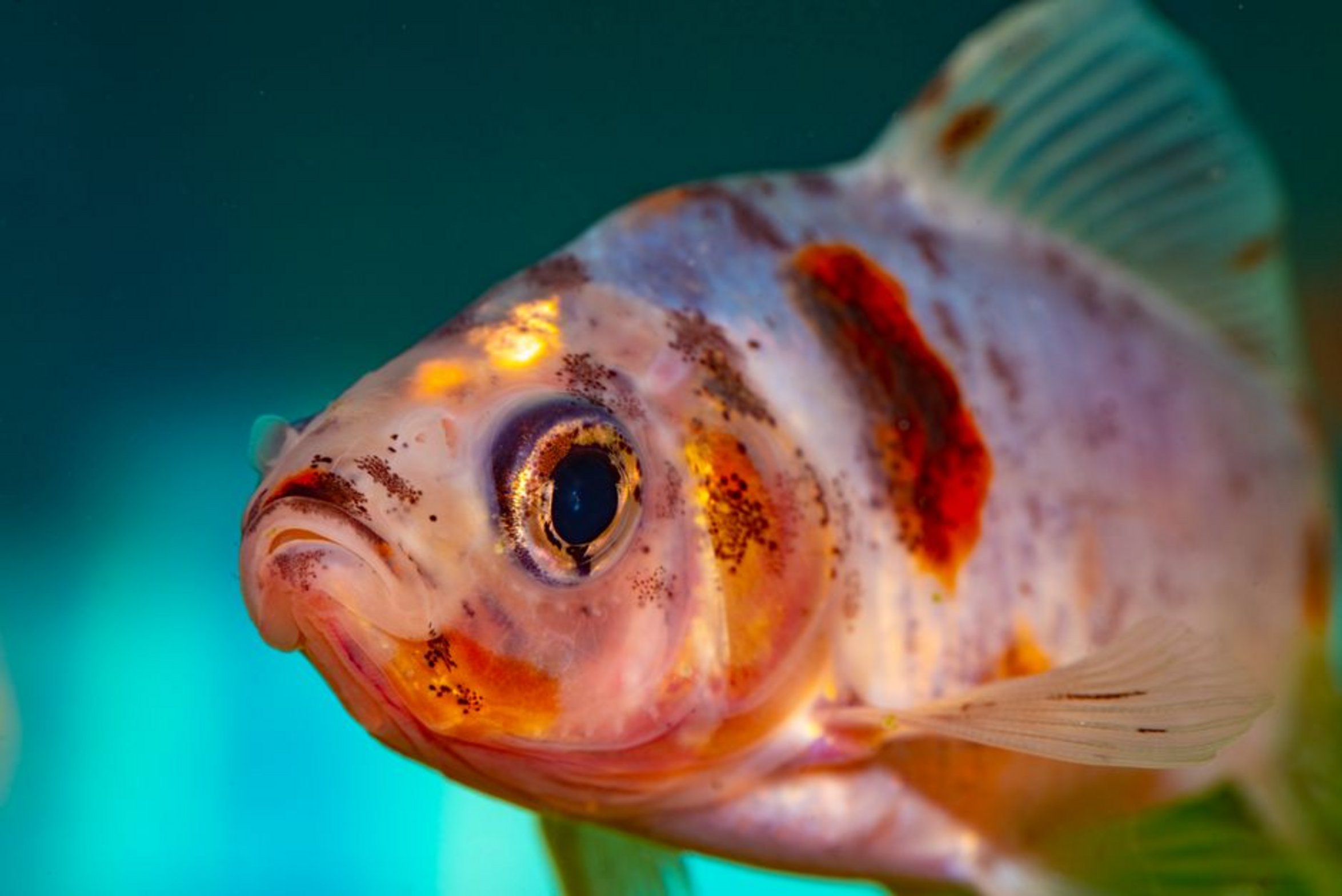 healthy aquarium fish healthy aquarium fish