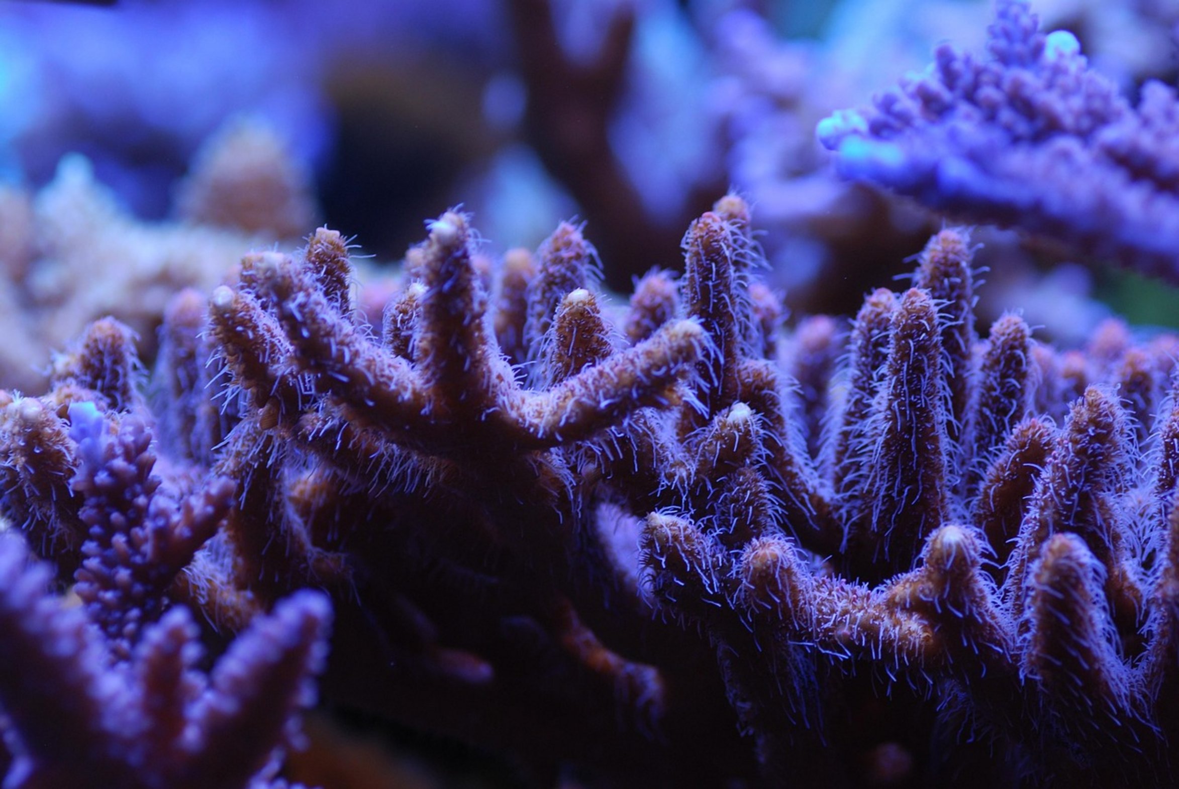 healthy coral reef tank healthy coral reef tank