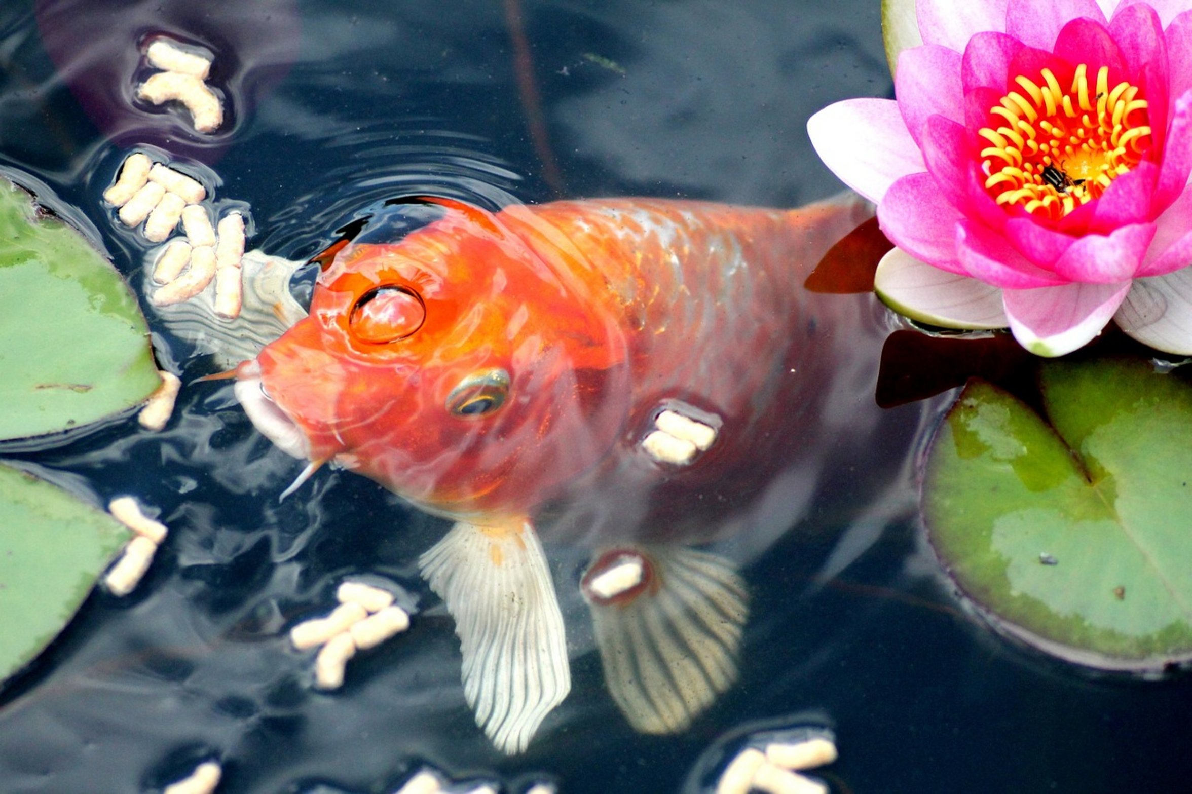 healthy goldfish swimming healthy goldfish swimming