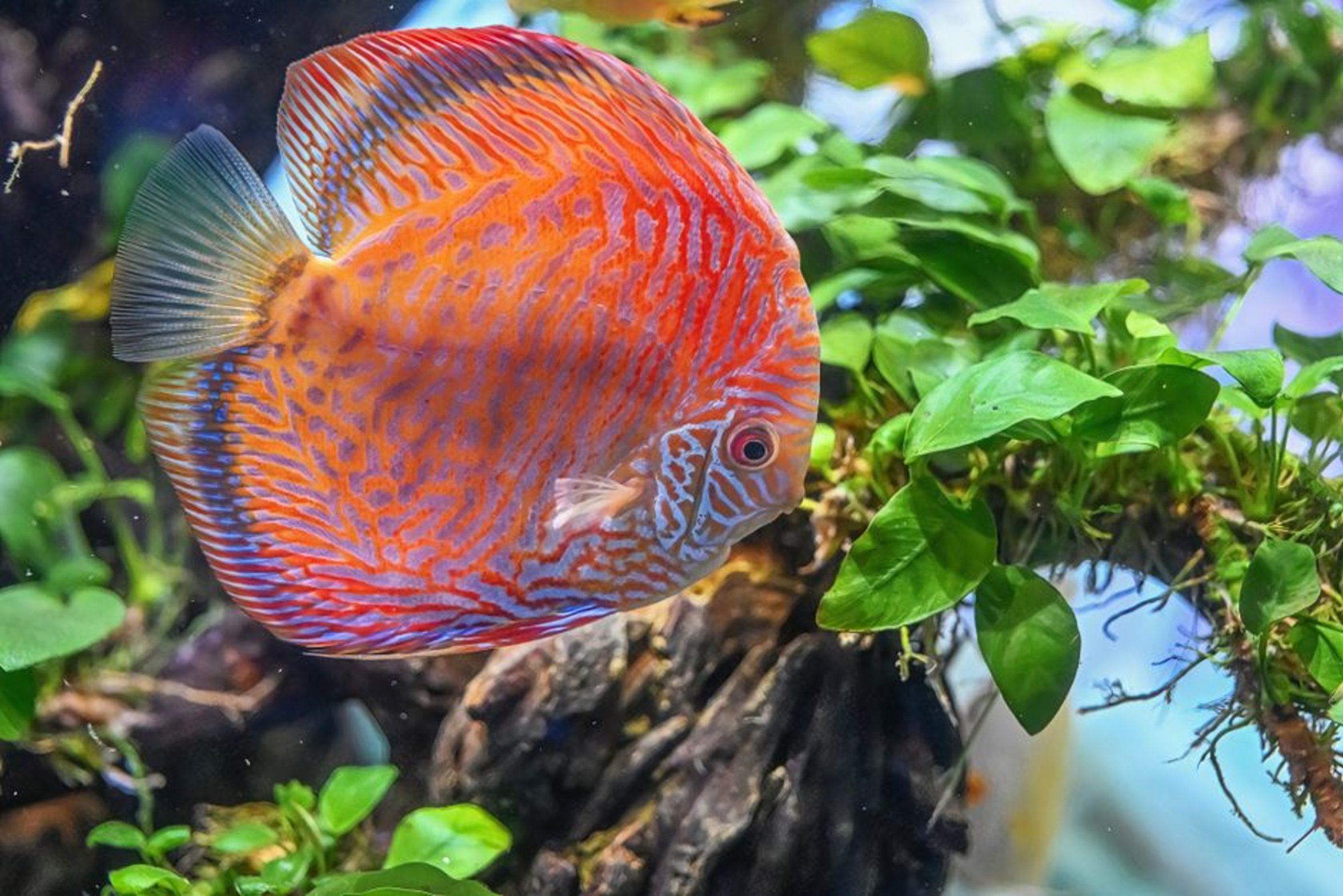 healthy green planted aquarium healthy green planted aquarium