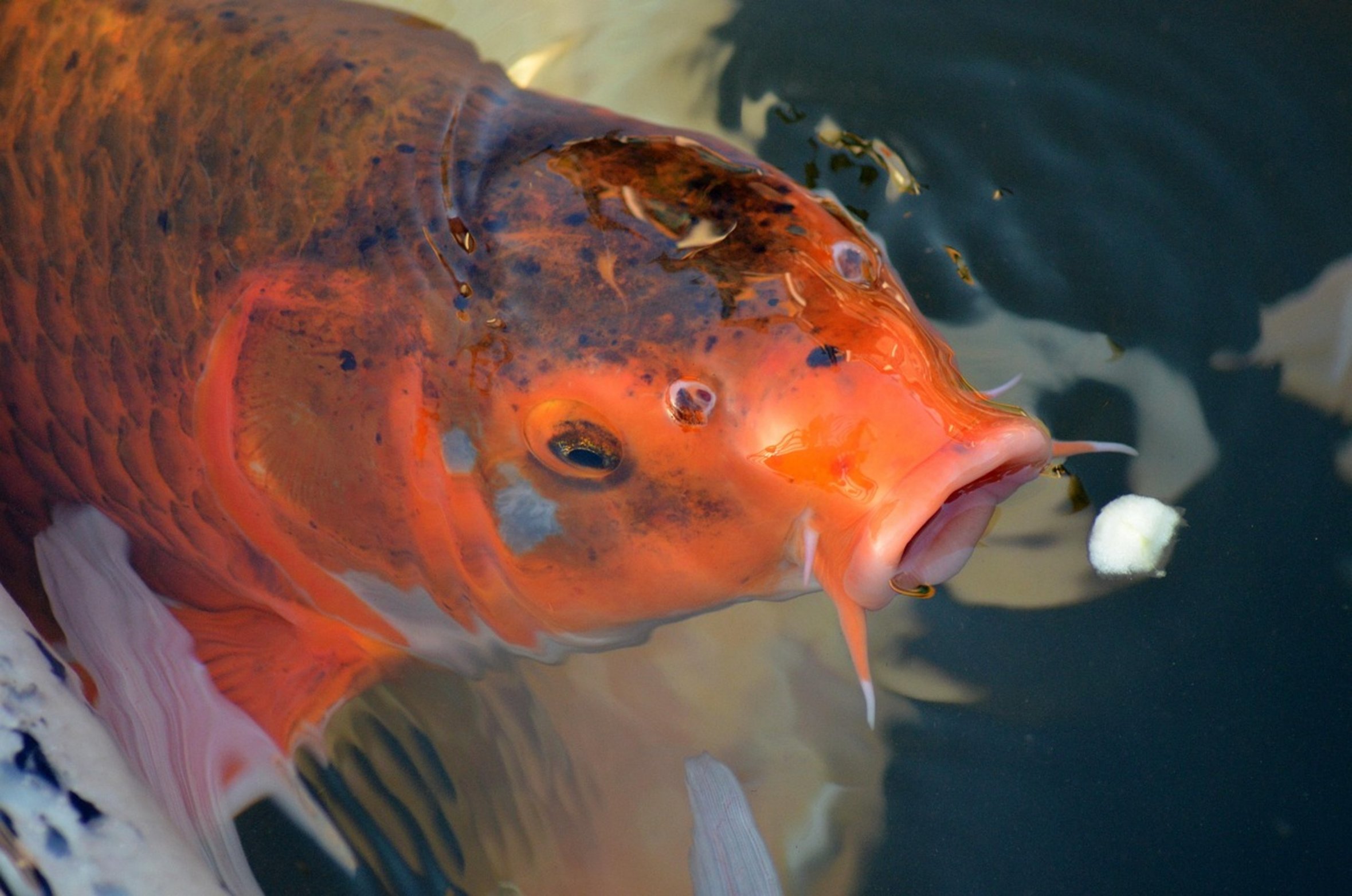 healthy koi fish skin healthy koi fish skin