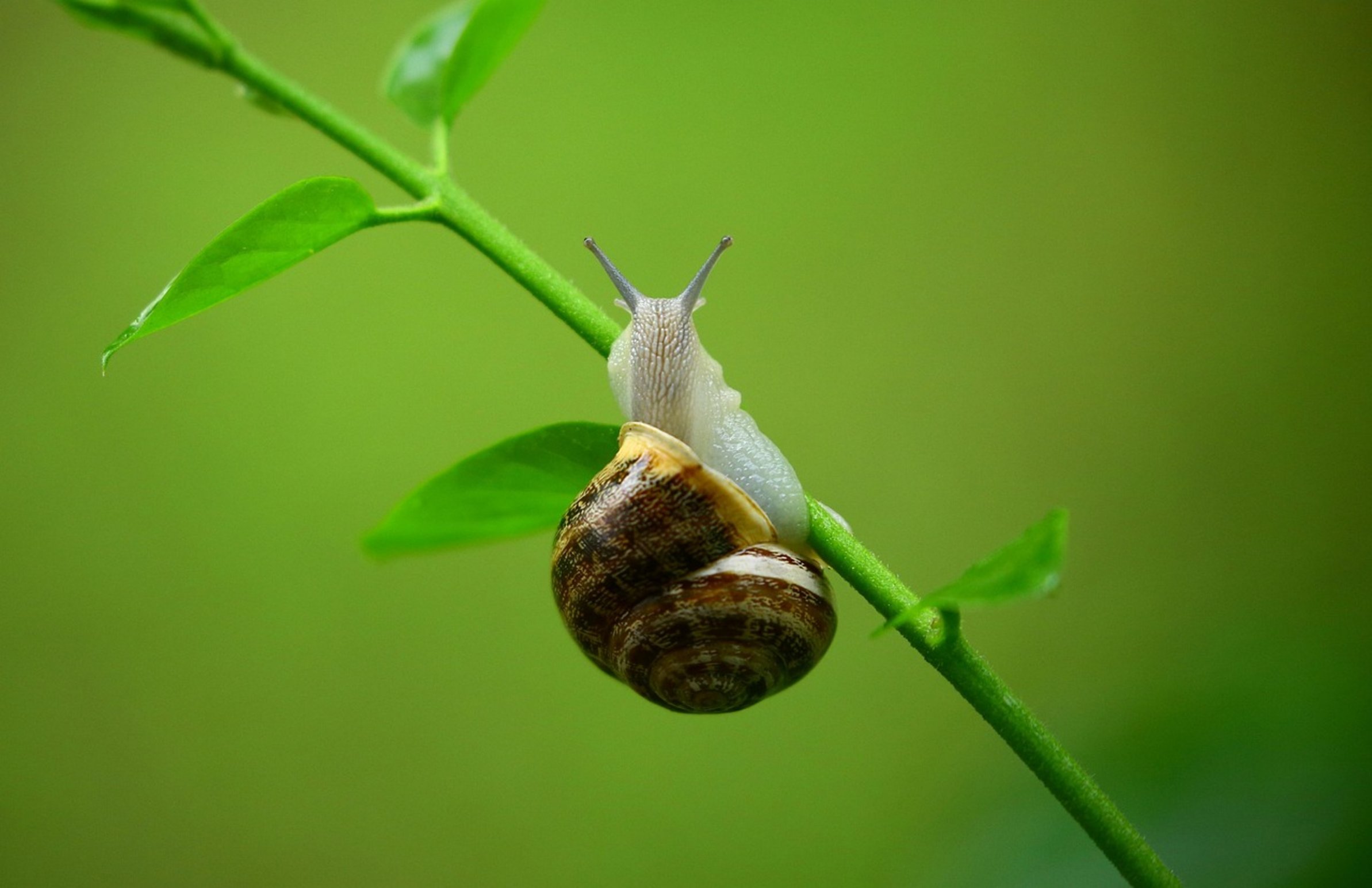 healthy mystery snail shell healthy mystery snail shell