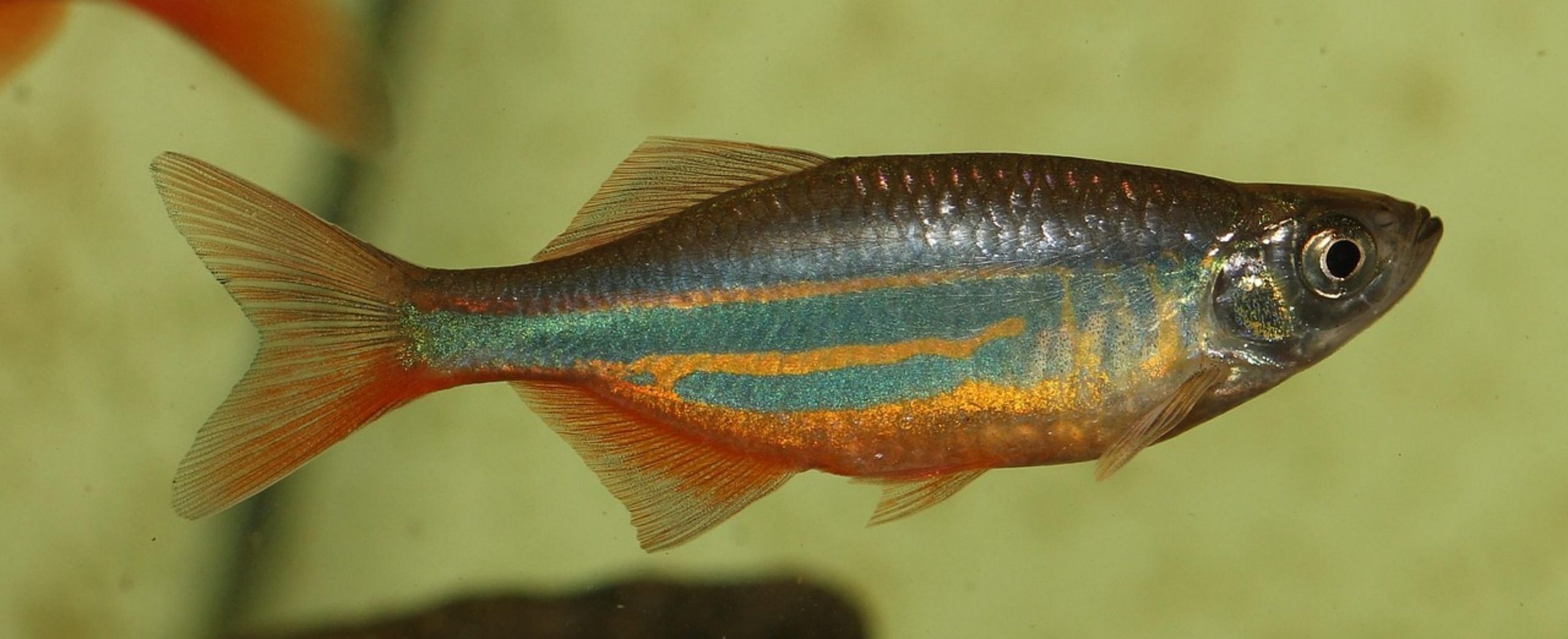 healthy orange fish healthy orange fish