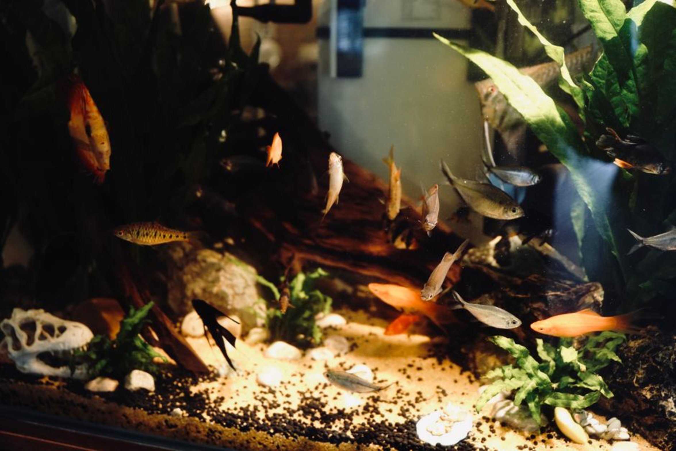 healthy planted aquarium healthy planted aquarium