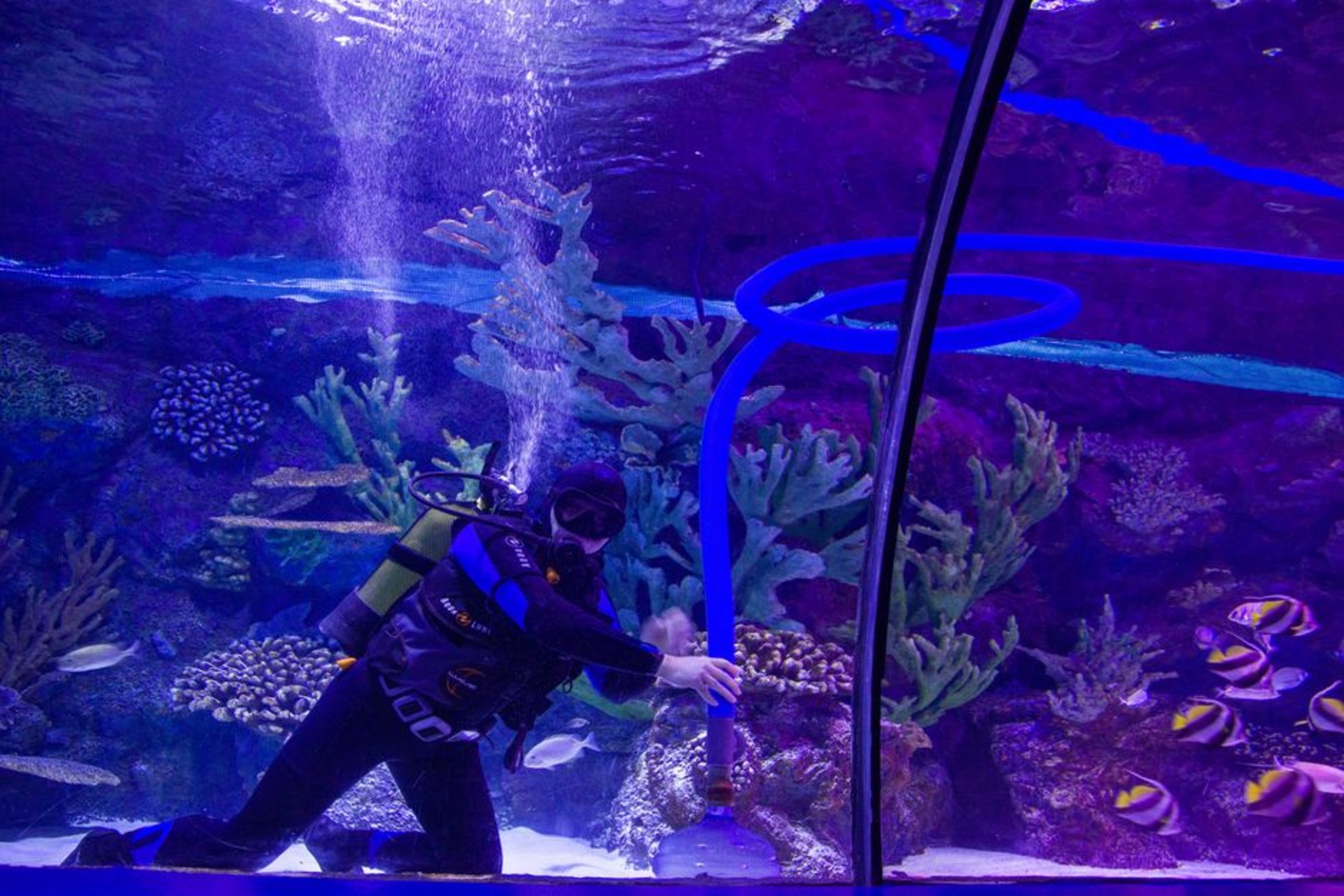 healthy planted aquarium healthy planted aquarium