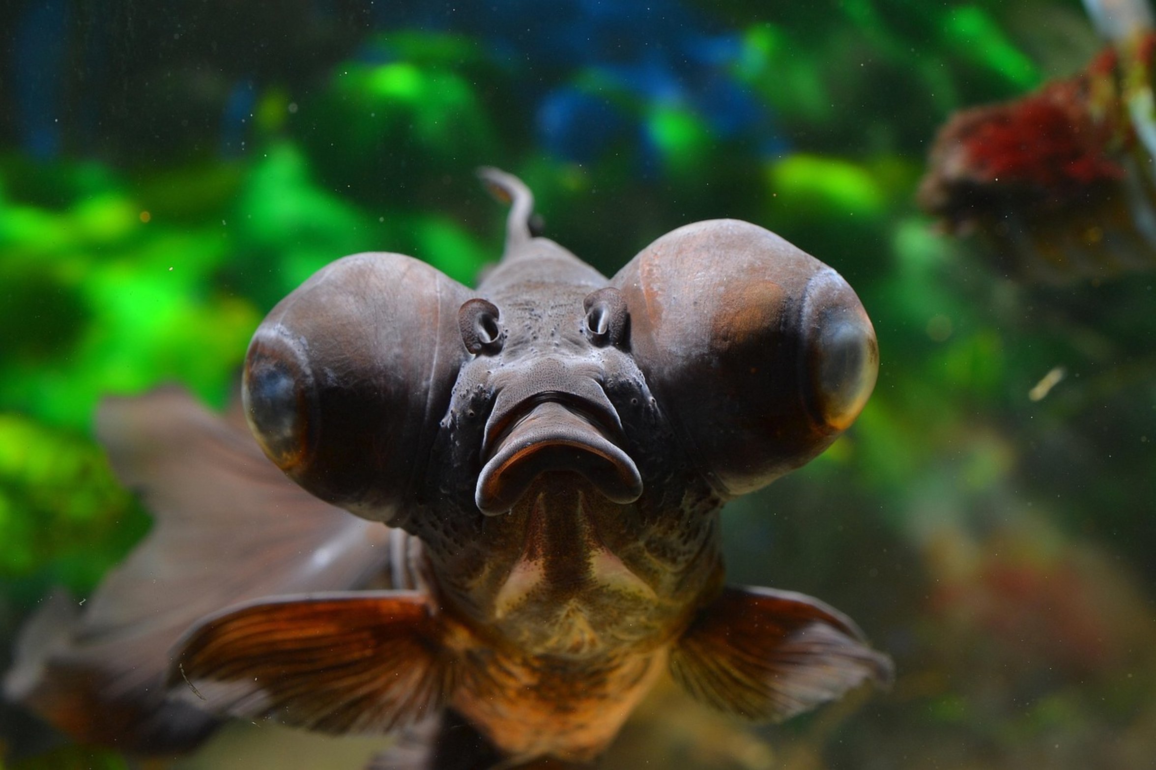 healthy swimming goldfish healthy swimming goldfish