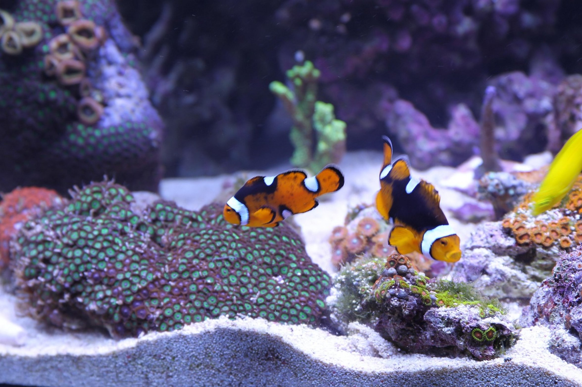 hiding fish in tank hiding fish in tank