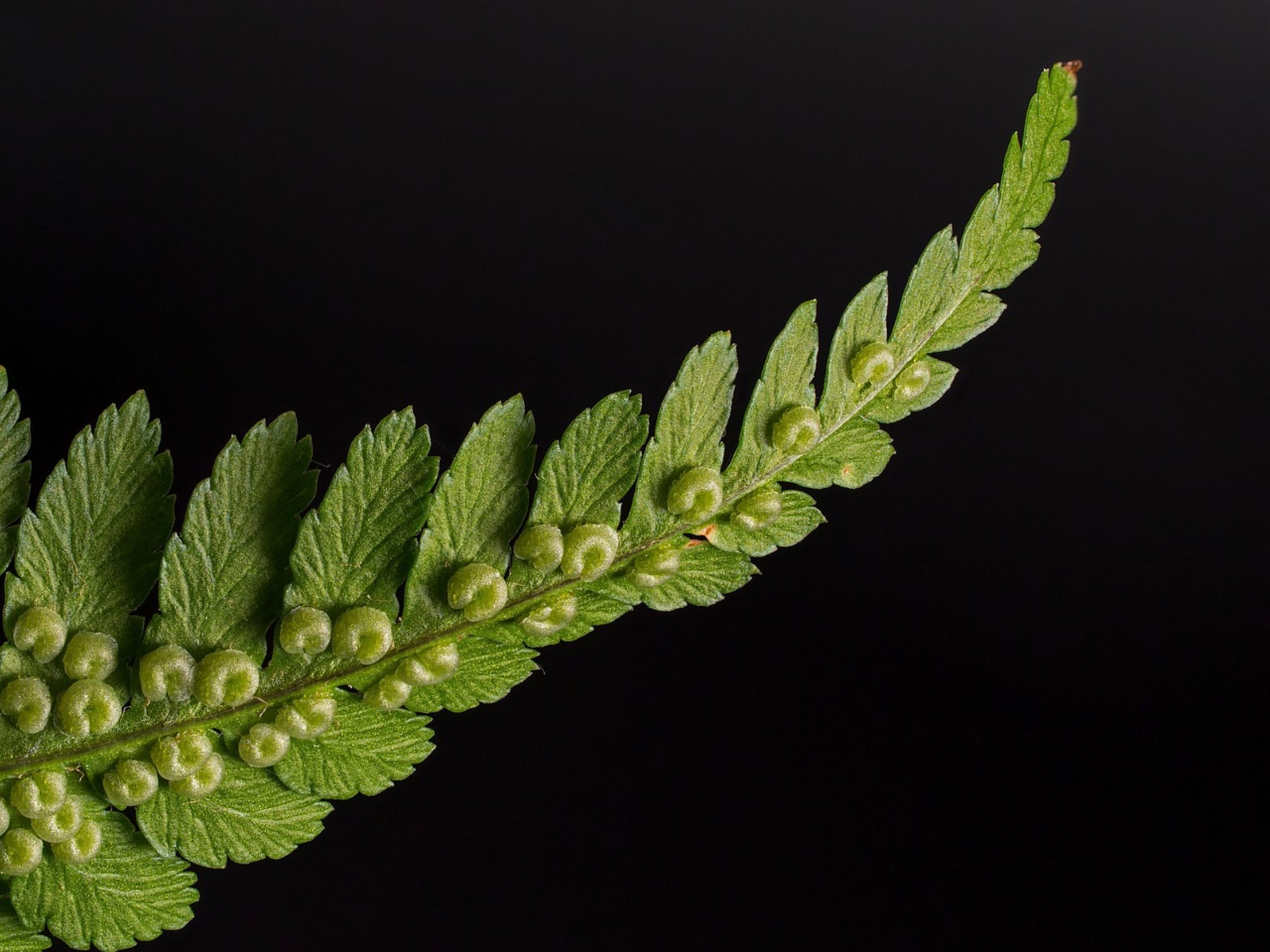 java fern aquarium plant java fern aquarium plant