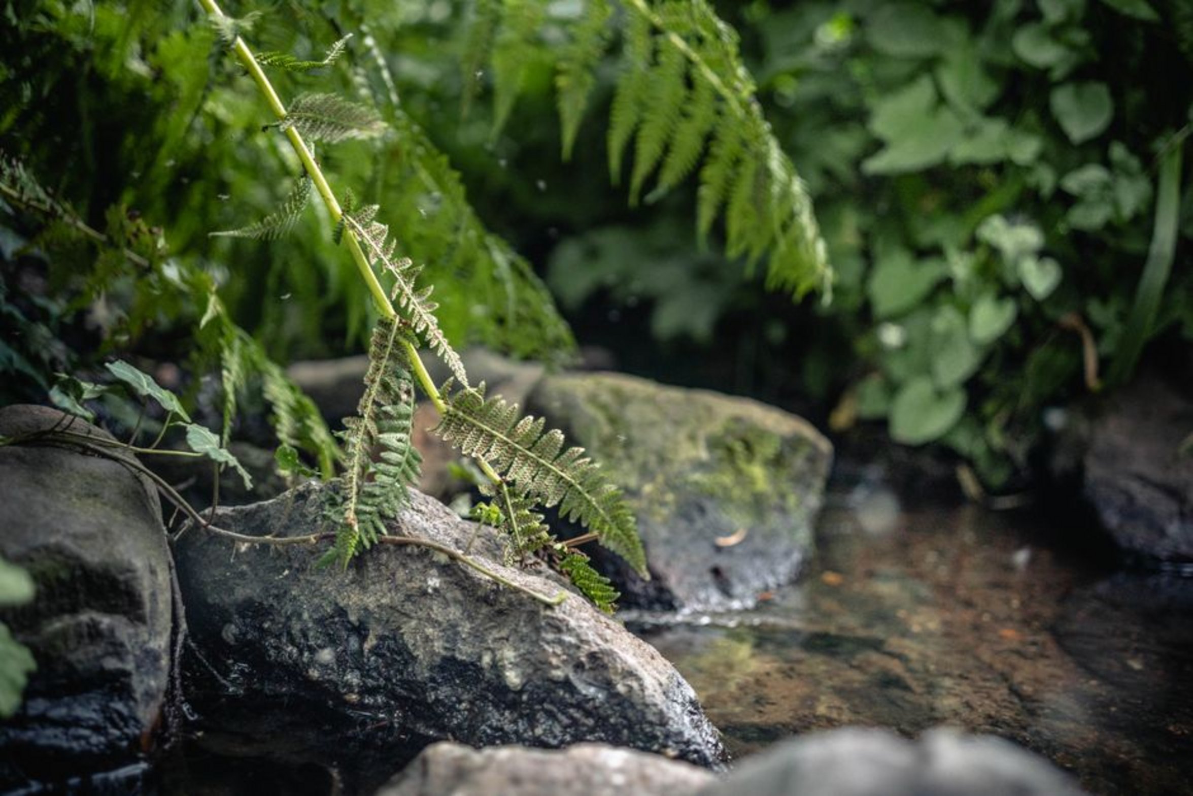java fern aquatic plant java fern aquatic plant