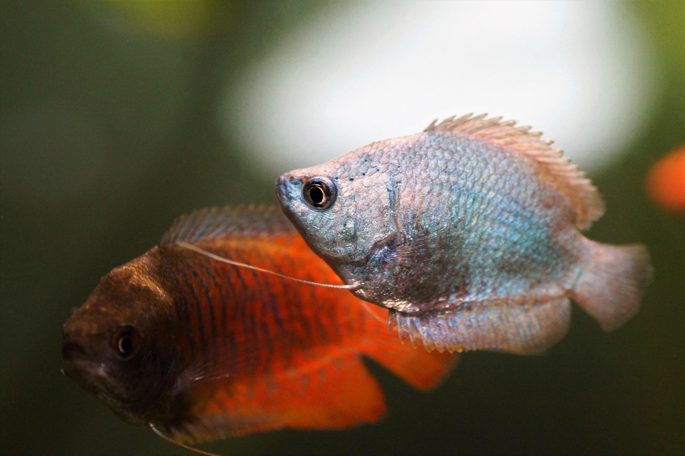 kissing gourami fish group kissing gourami fish group