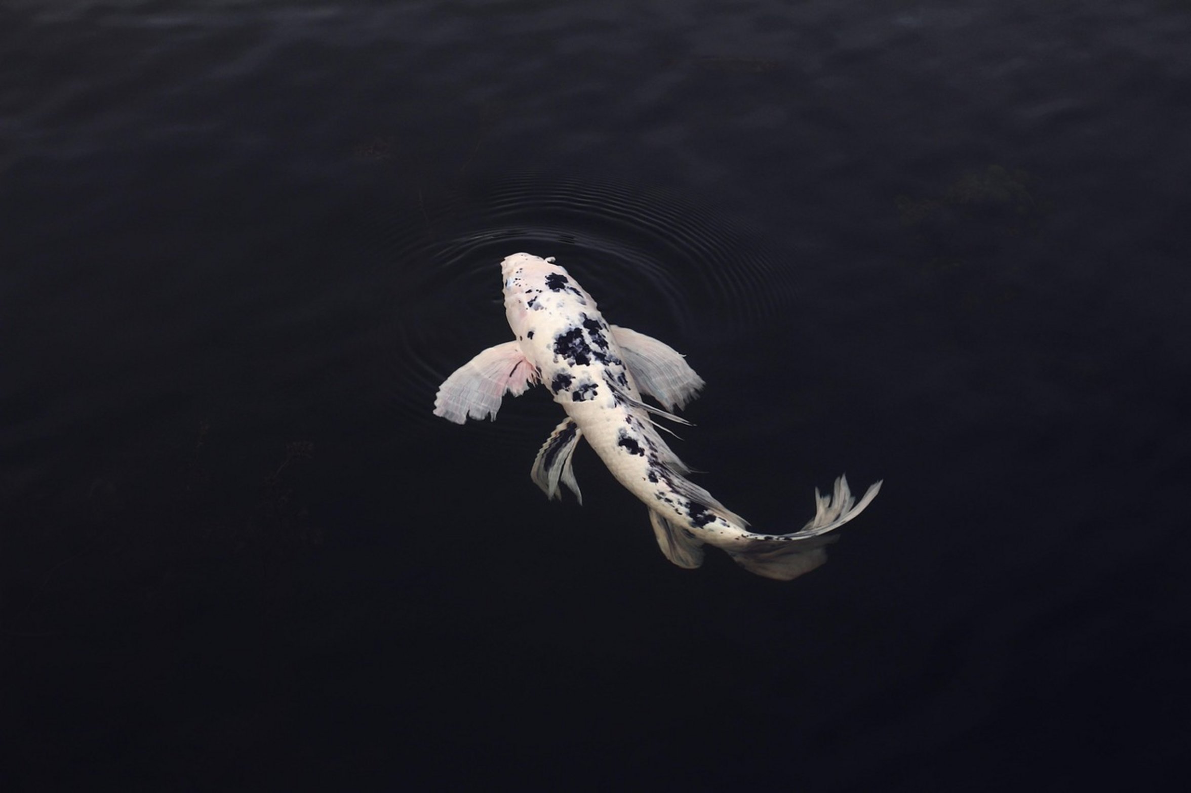 koi fish pond spring koi fish pond spring