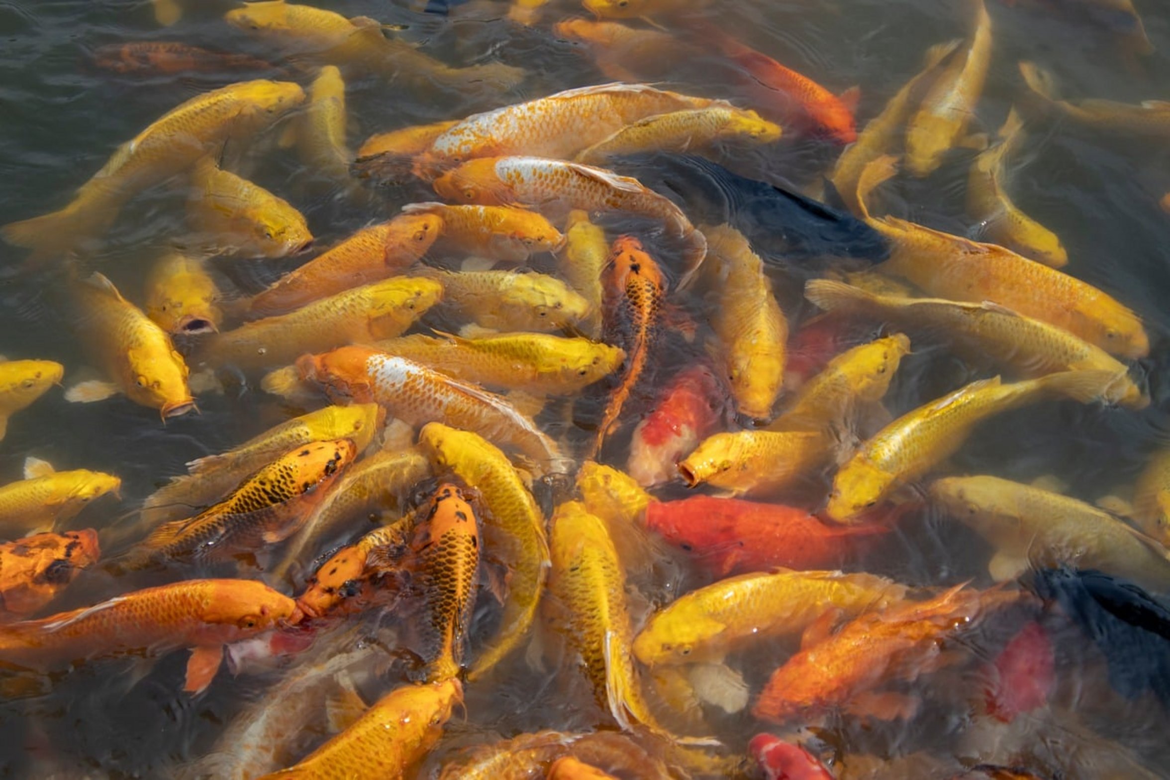 koi fish pond koi fish pond