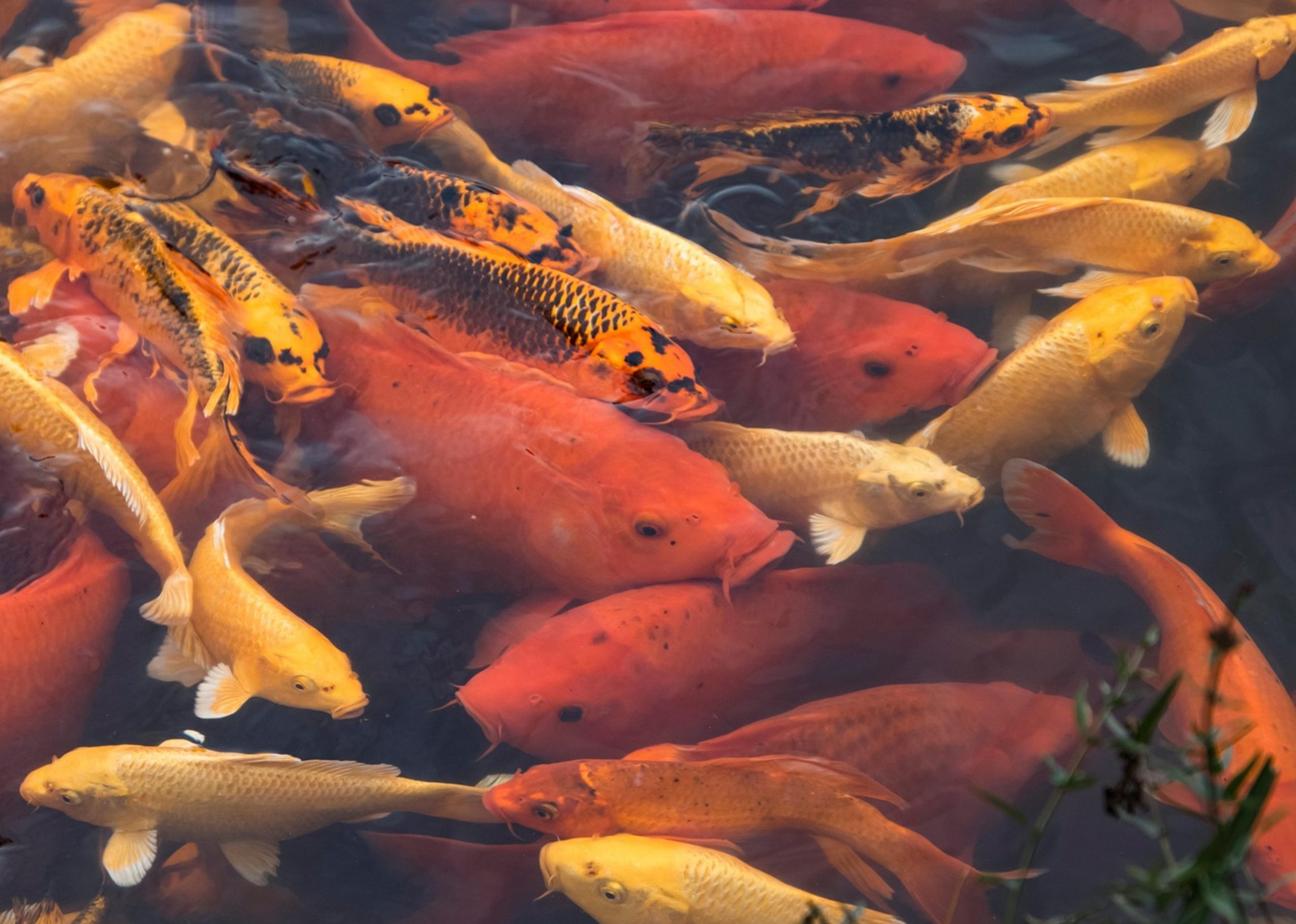 koi pond autumn leaves koi pond autumn leaves