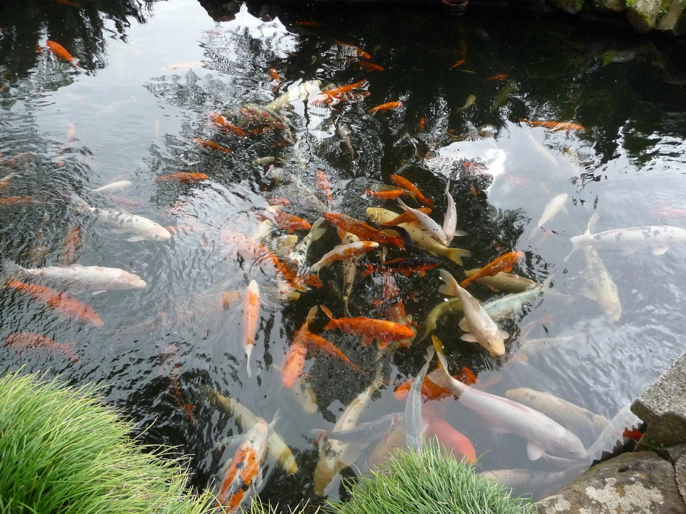 koi pond net cover koi pond net cover