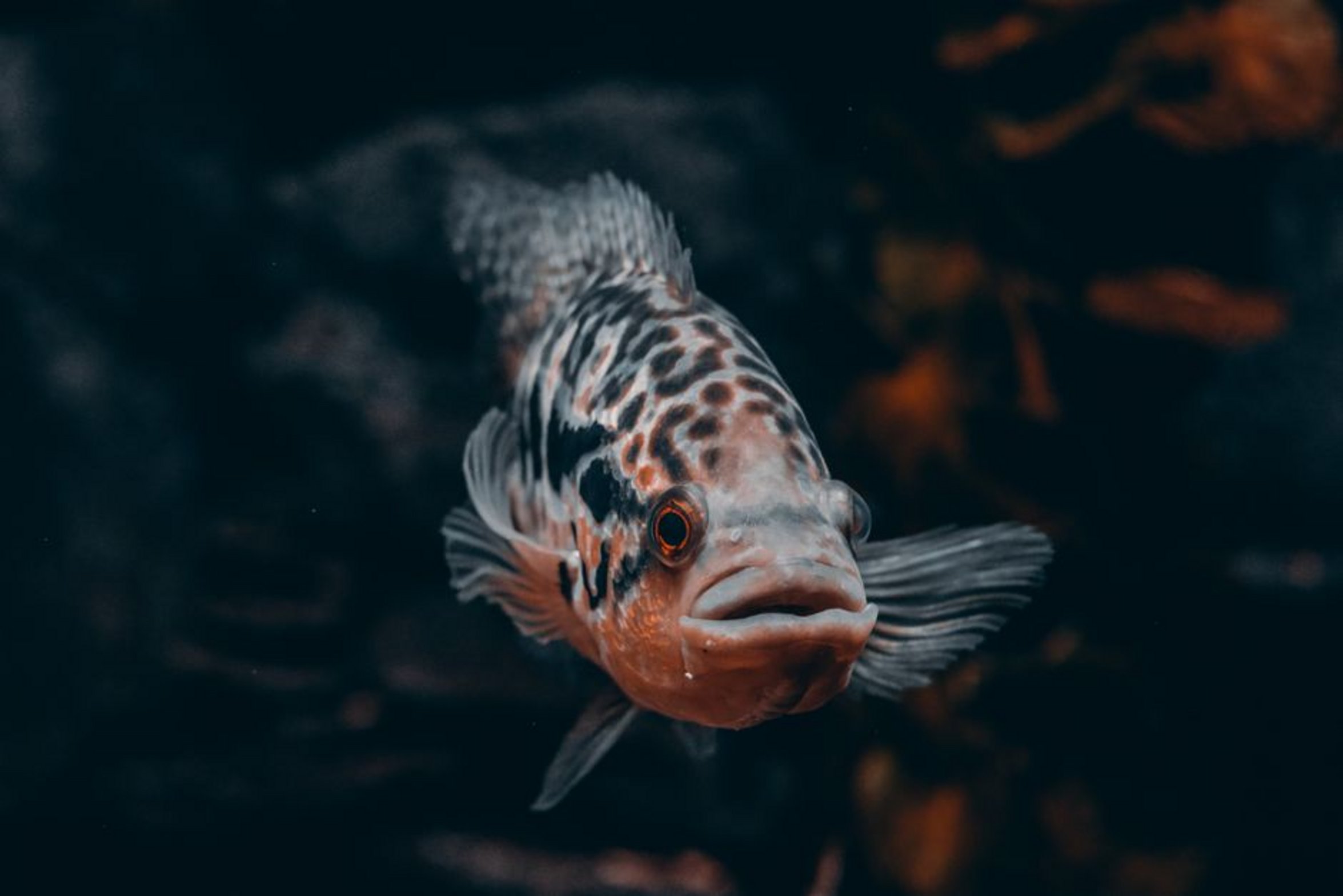 large cichlid fish tank large cichlid fish tank