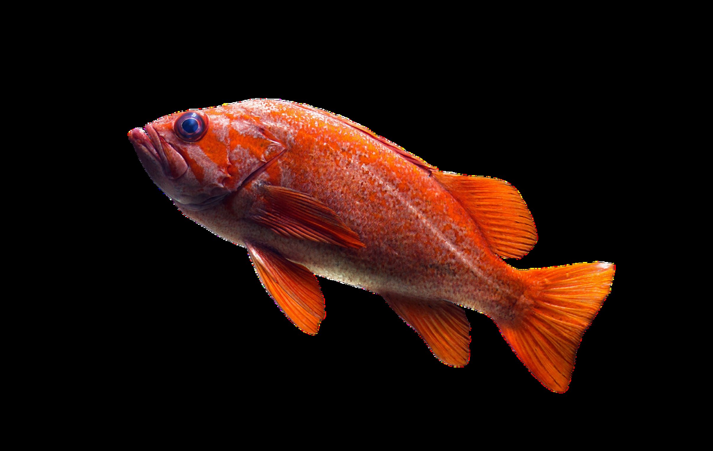 large rectangular aquarium large rectangular aquarium