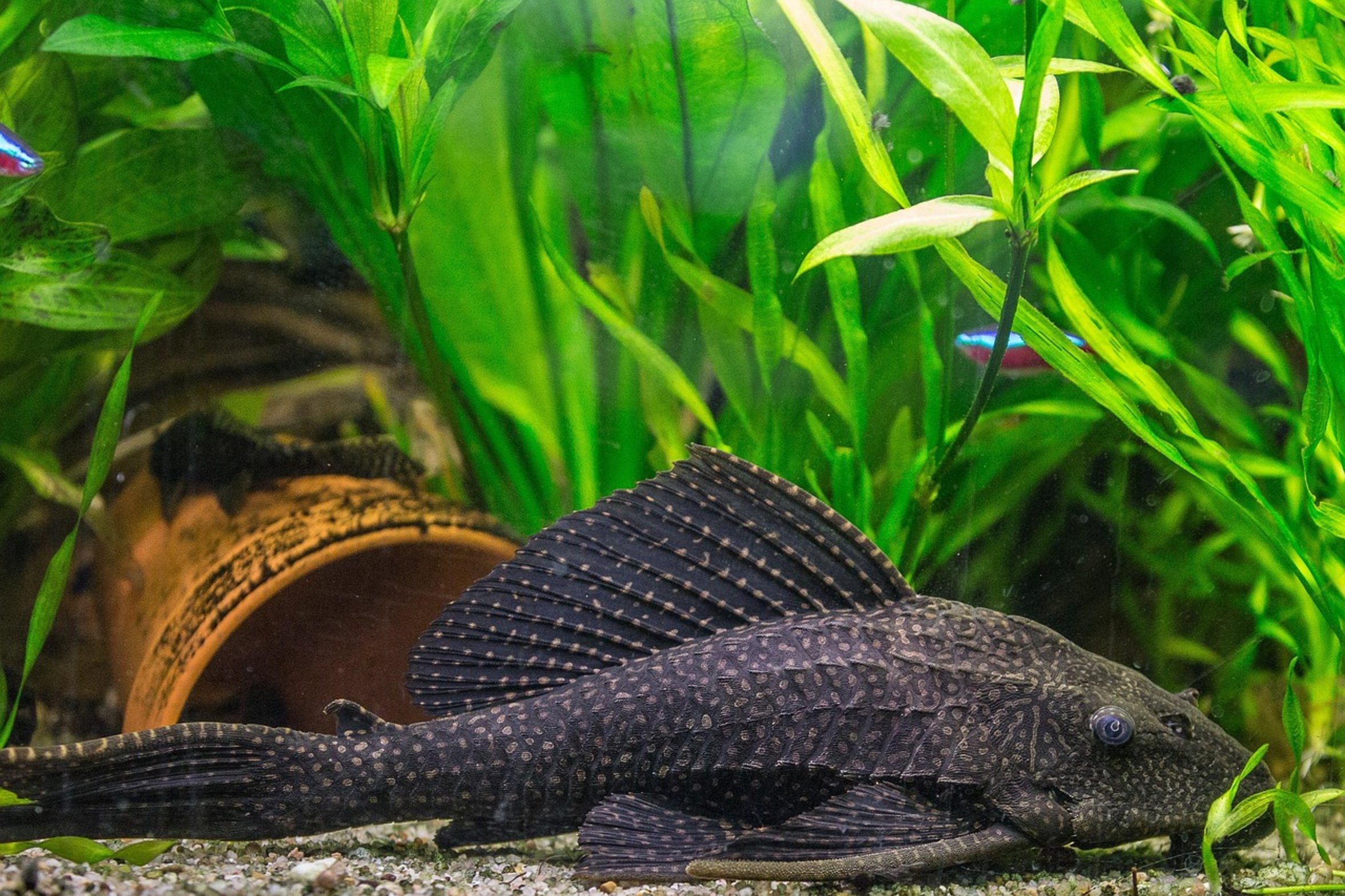 large redtail catfish large redtail catfish