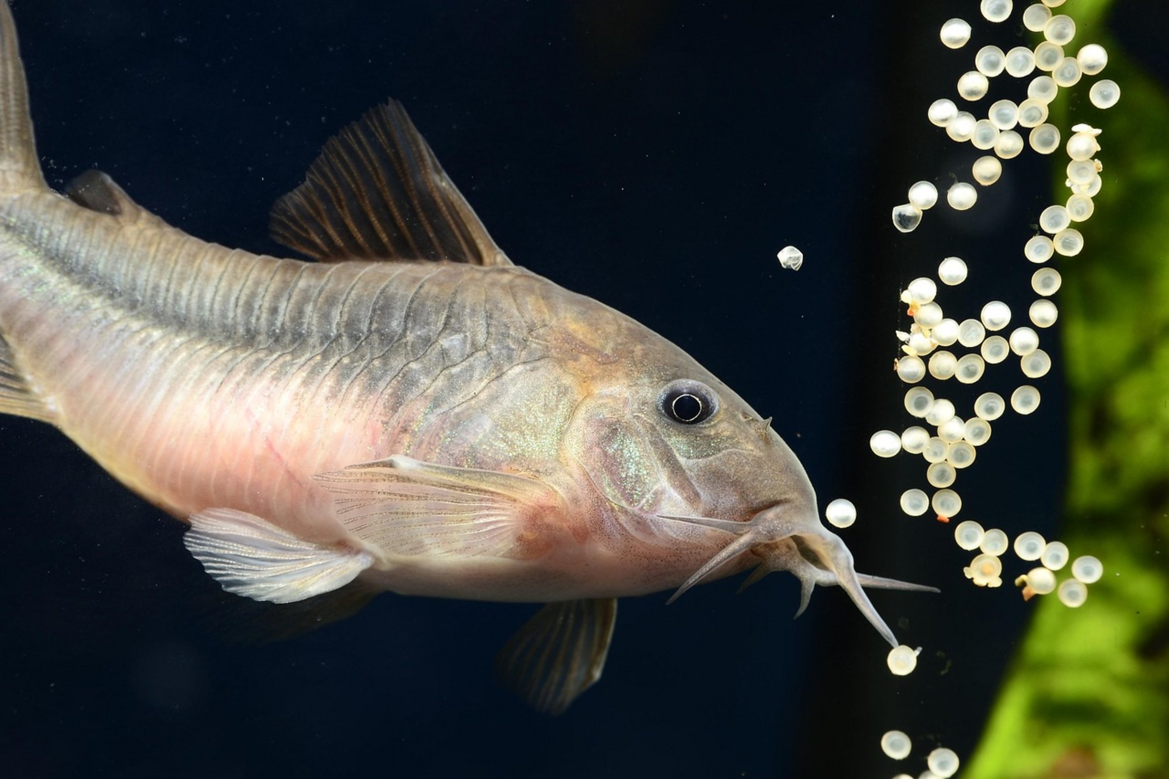 lonely corydoras fish lonely corydoras fish