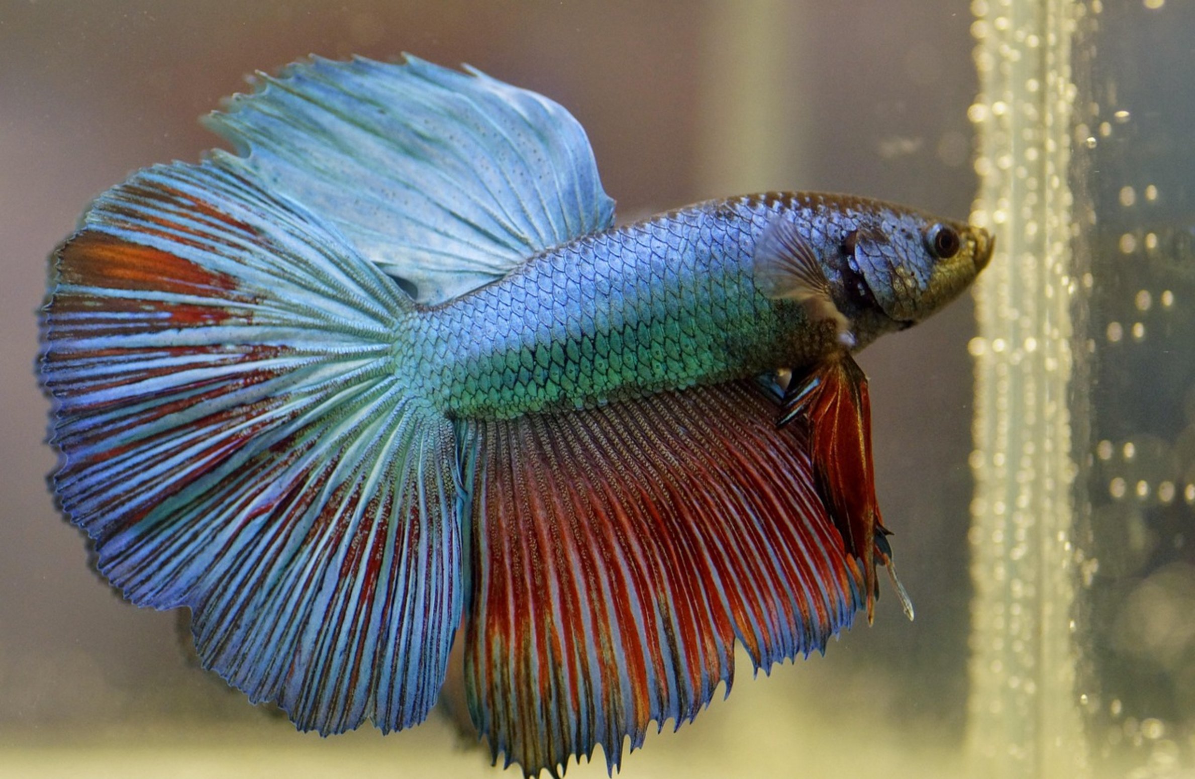 male betta fish flaring gills male betta fish flaring gills