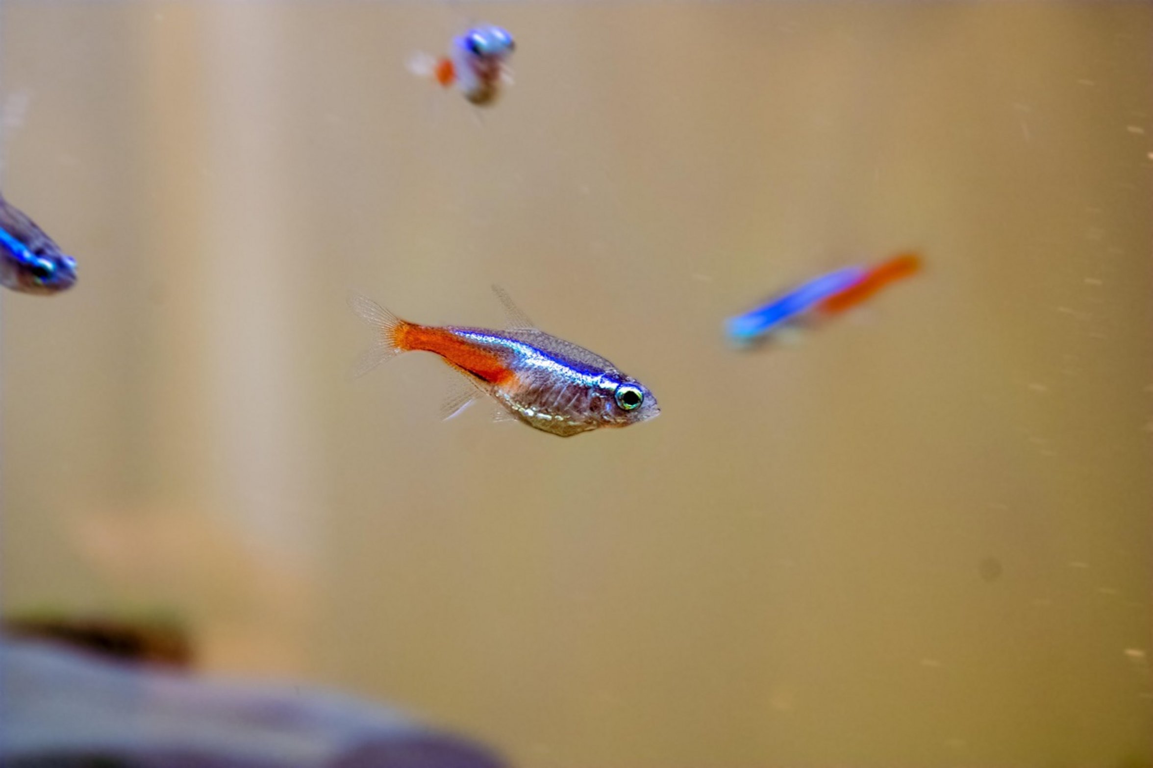 neon cardinal tetras close up neon cardinal tetras close up