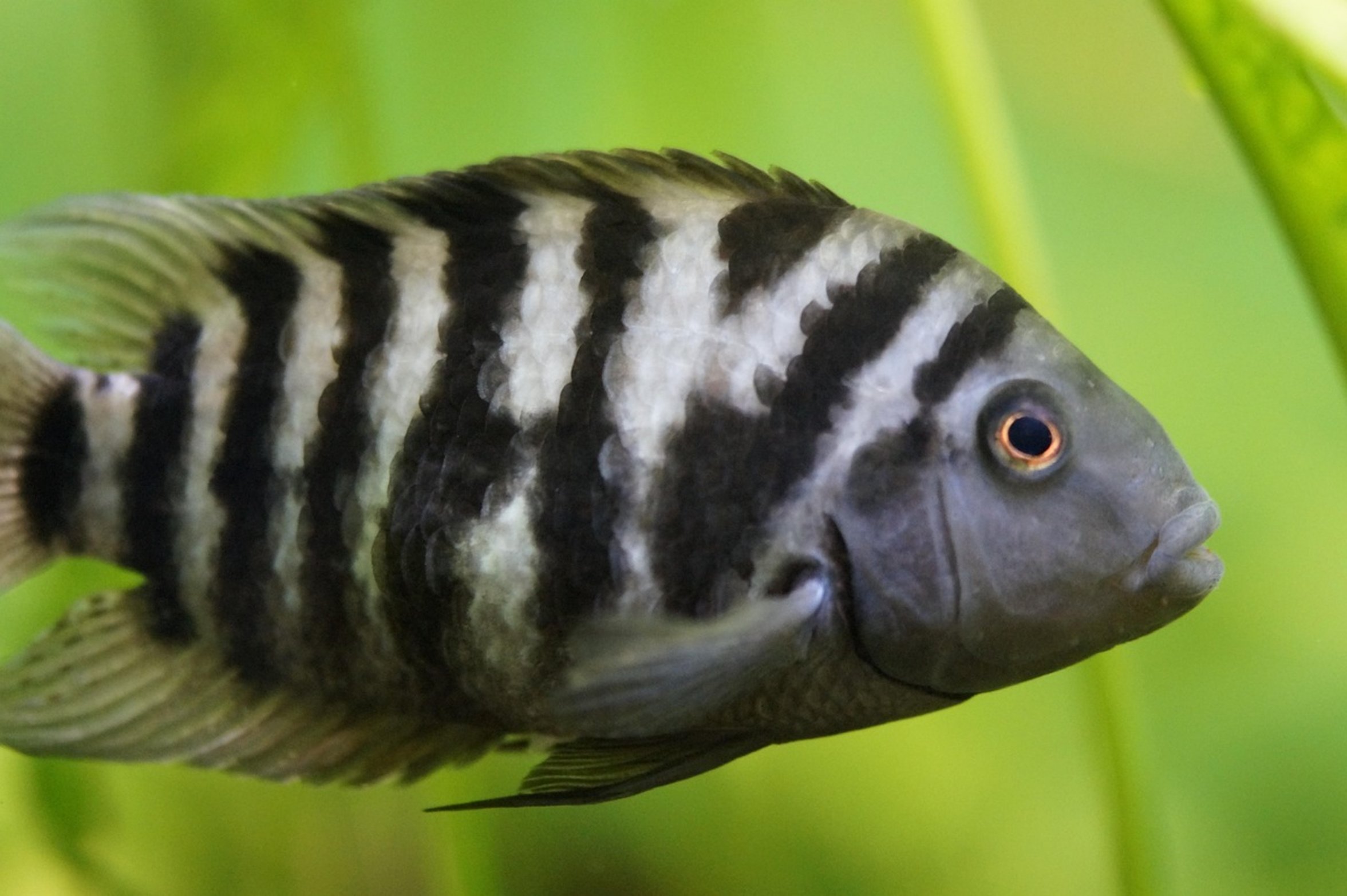 peaceful community aquarium peaceful community aquarium