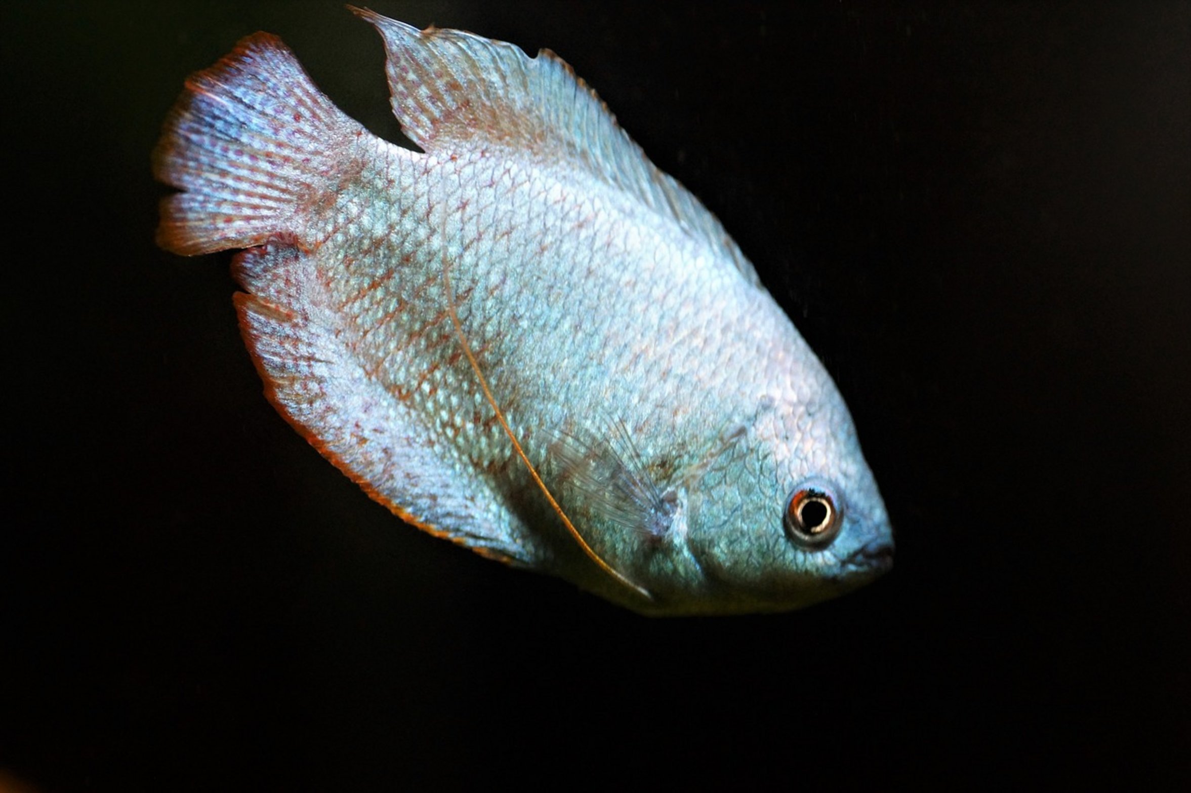 pearl gourami fish close up pearl gourami fish close up