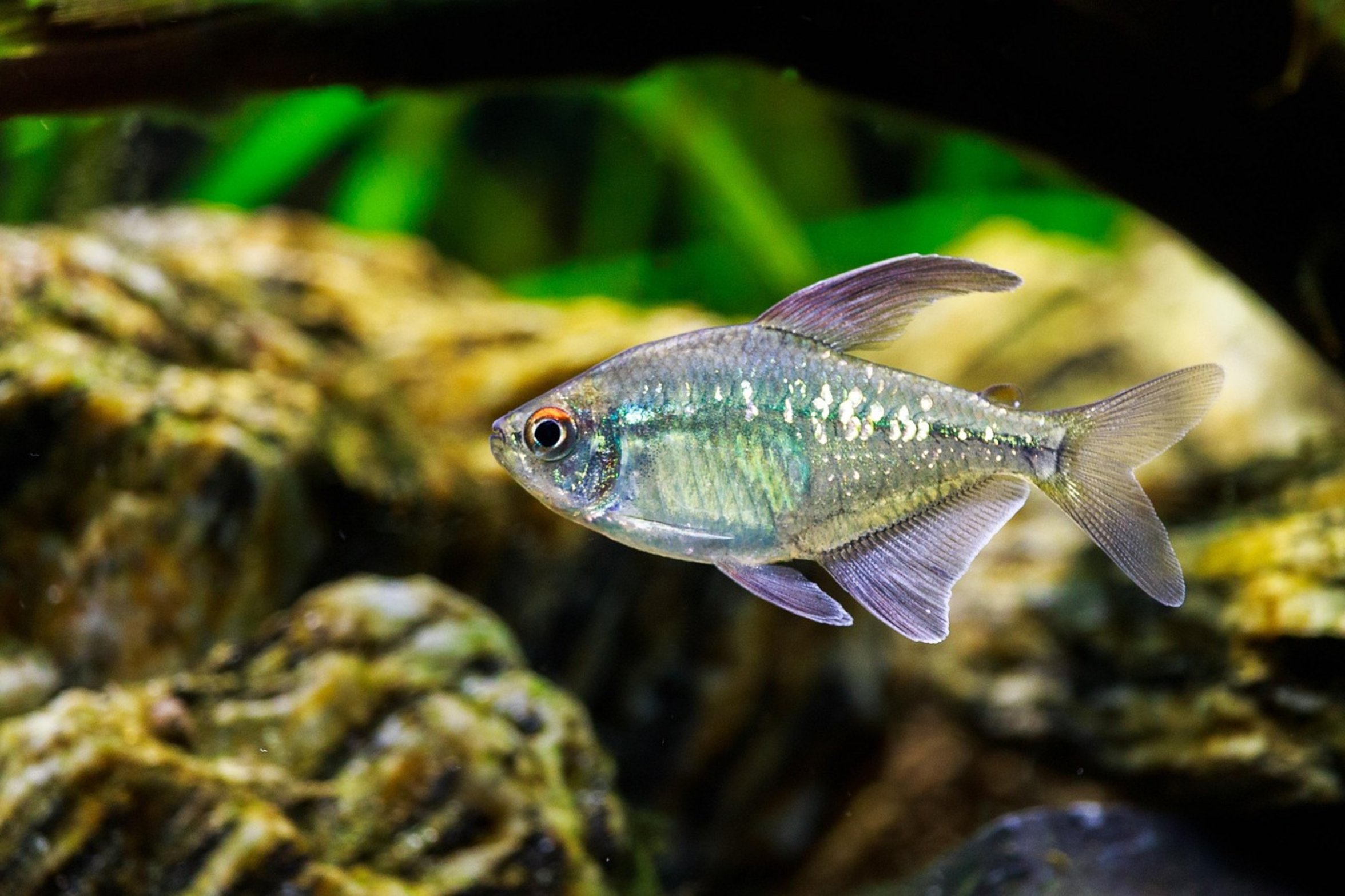 planted aquarium with fish planted aquarium with fish