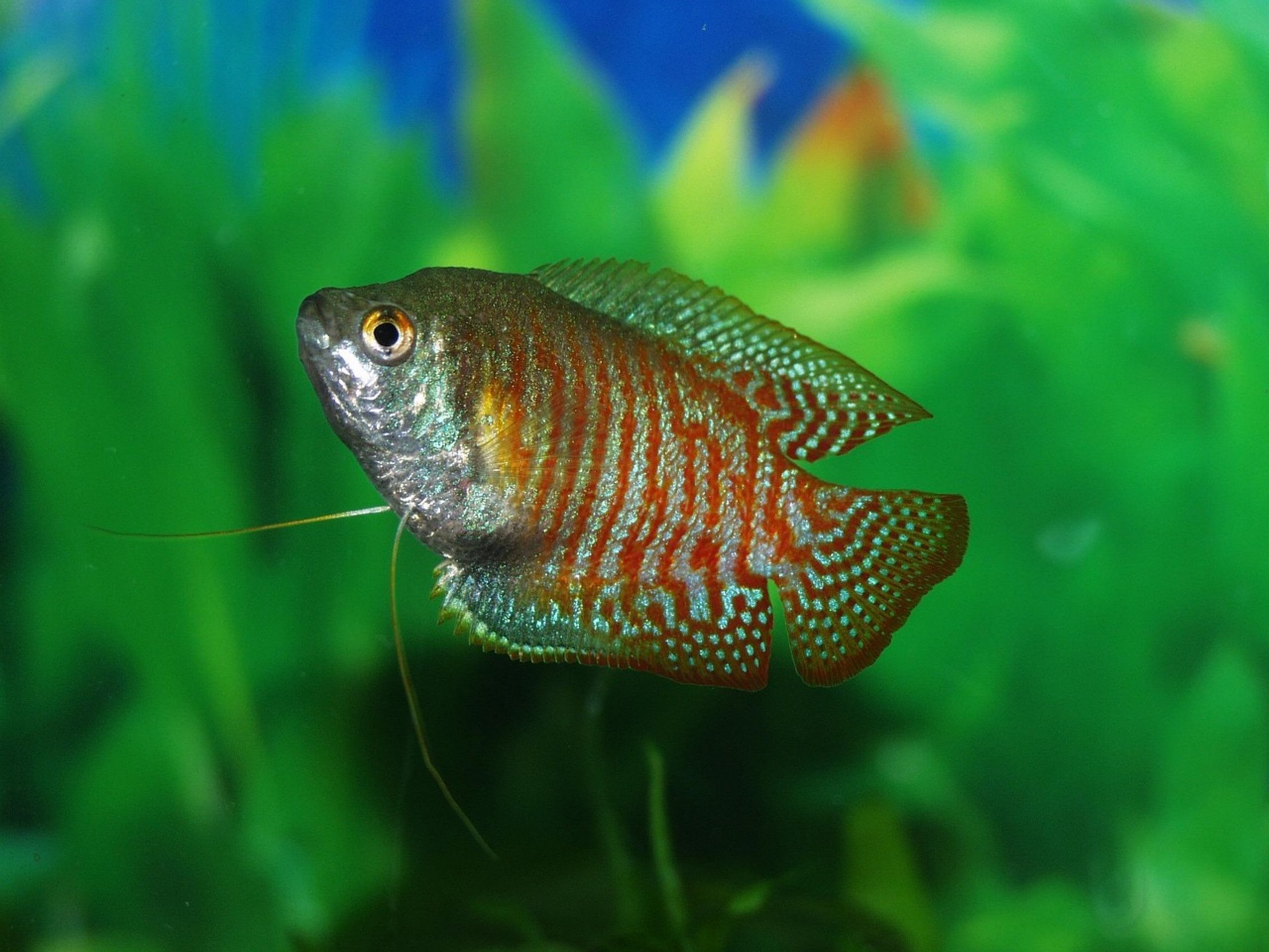planted fish tank planted fish tank