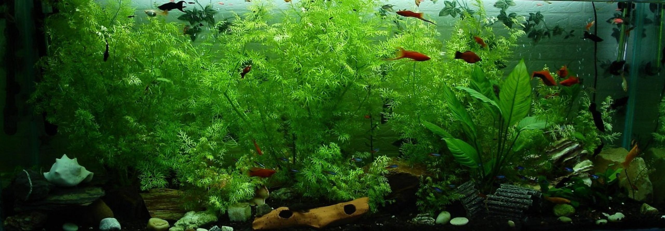 planted freshwater aquarium planted freshwater aquarium