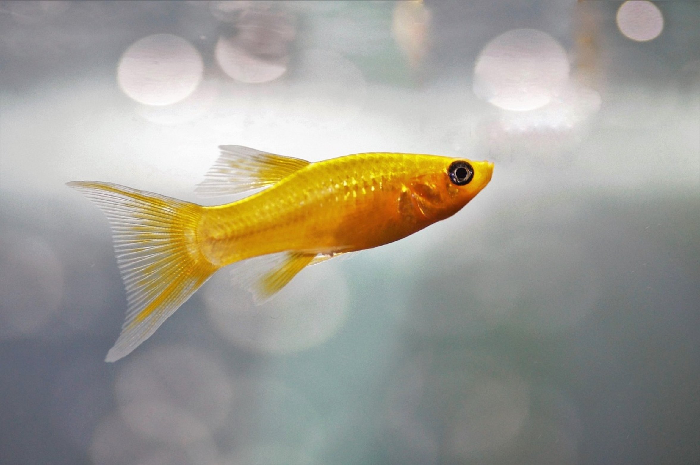 pregnant molly fish pregnant molly fish