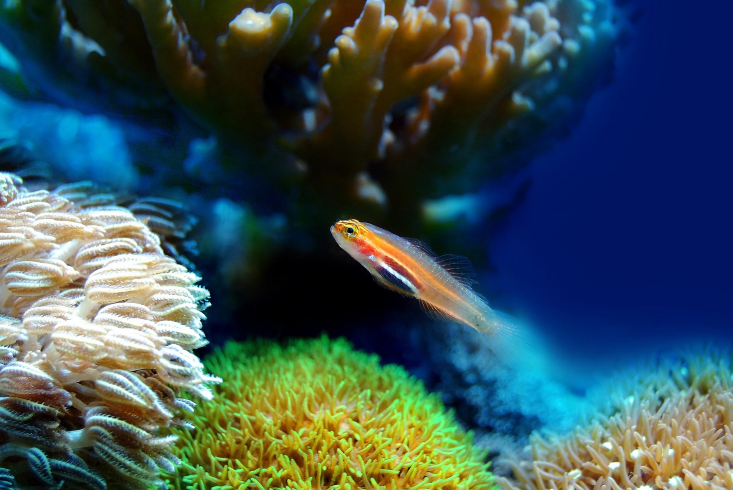 saltwater reef aquarium saltwater reef aquarium