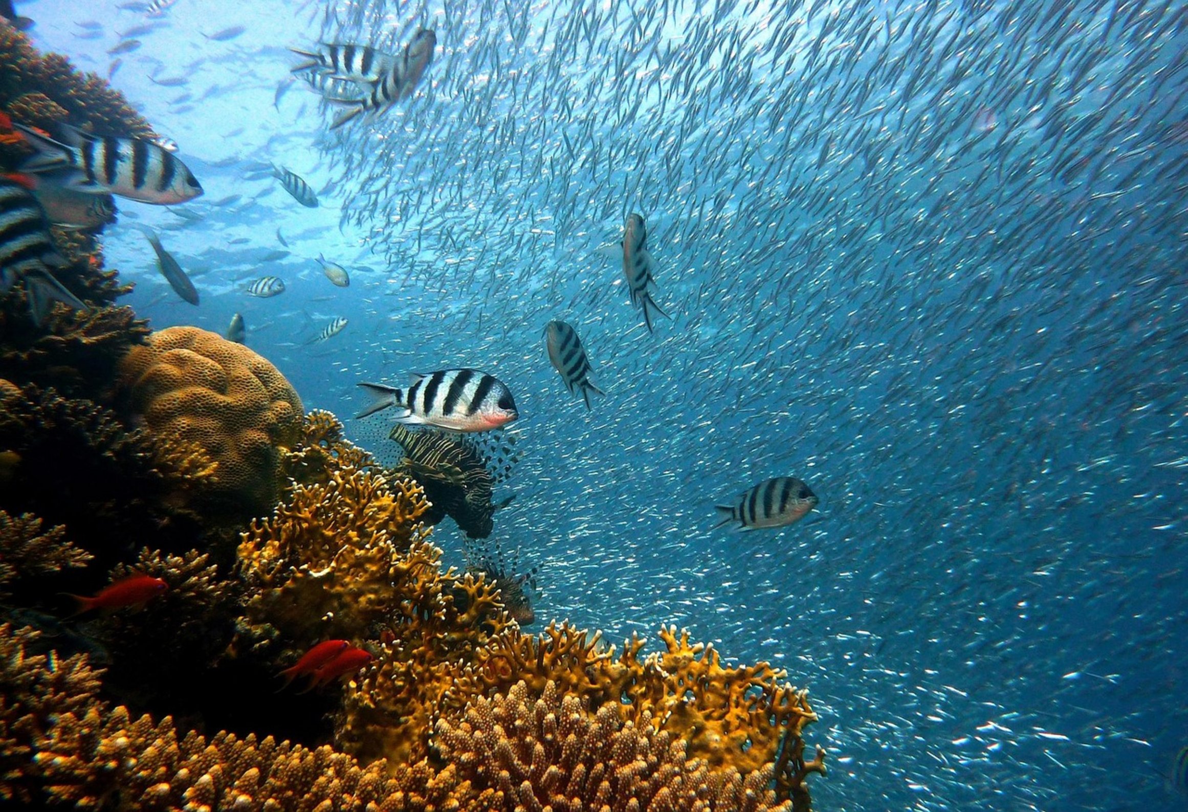 school of small fish school of small fish
