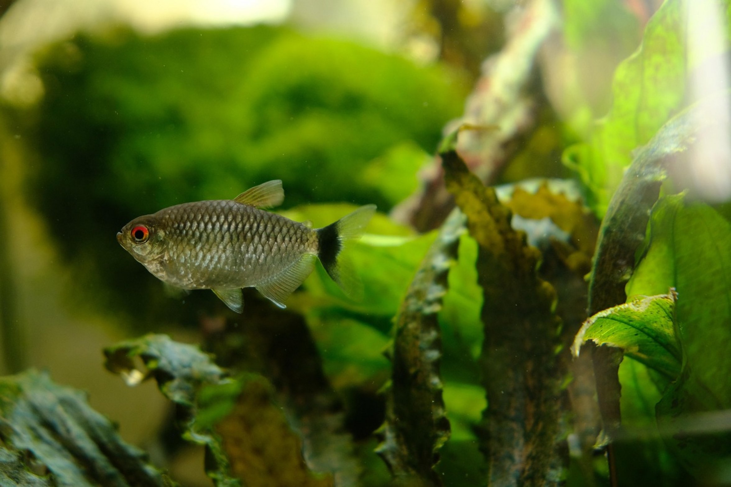 school of tetra fish school of tetra fish