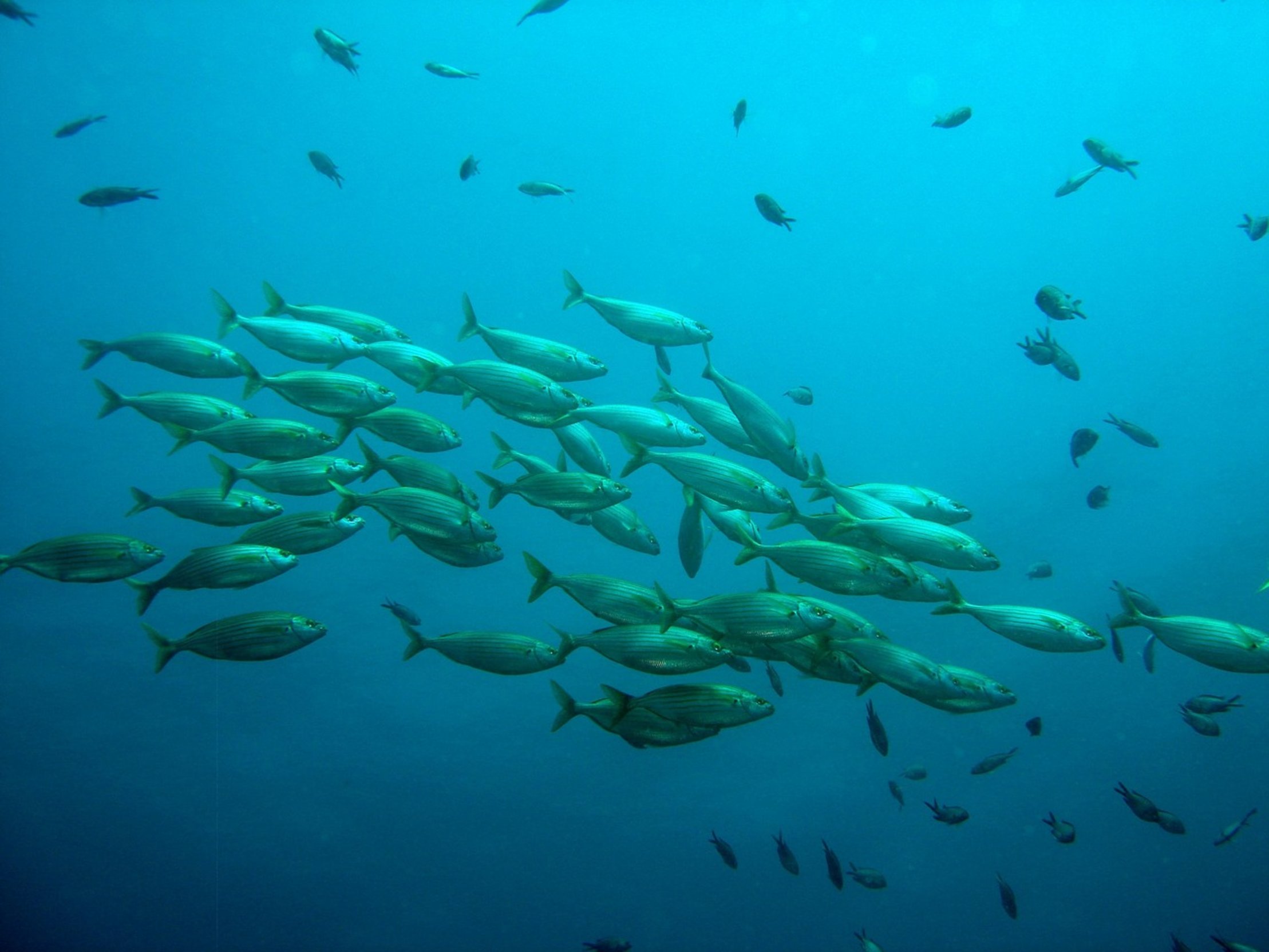 school of tropical fish school of tropical fish