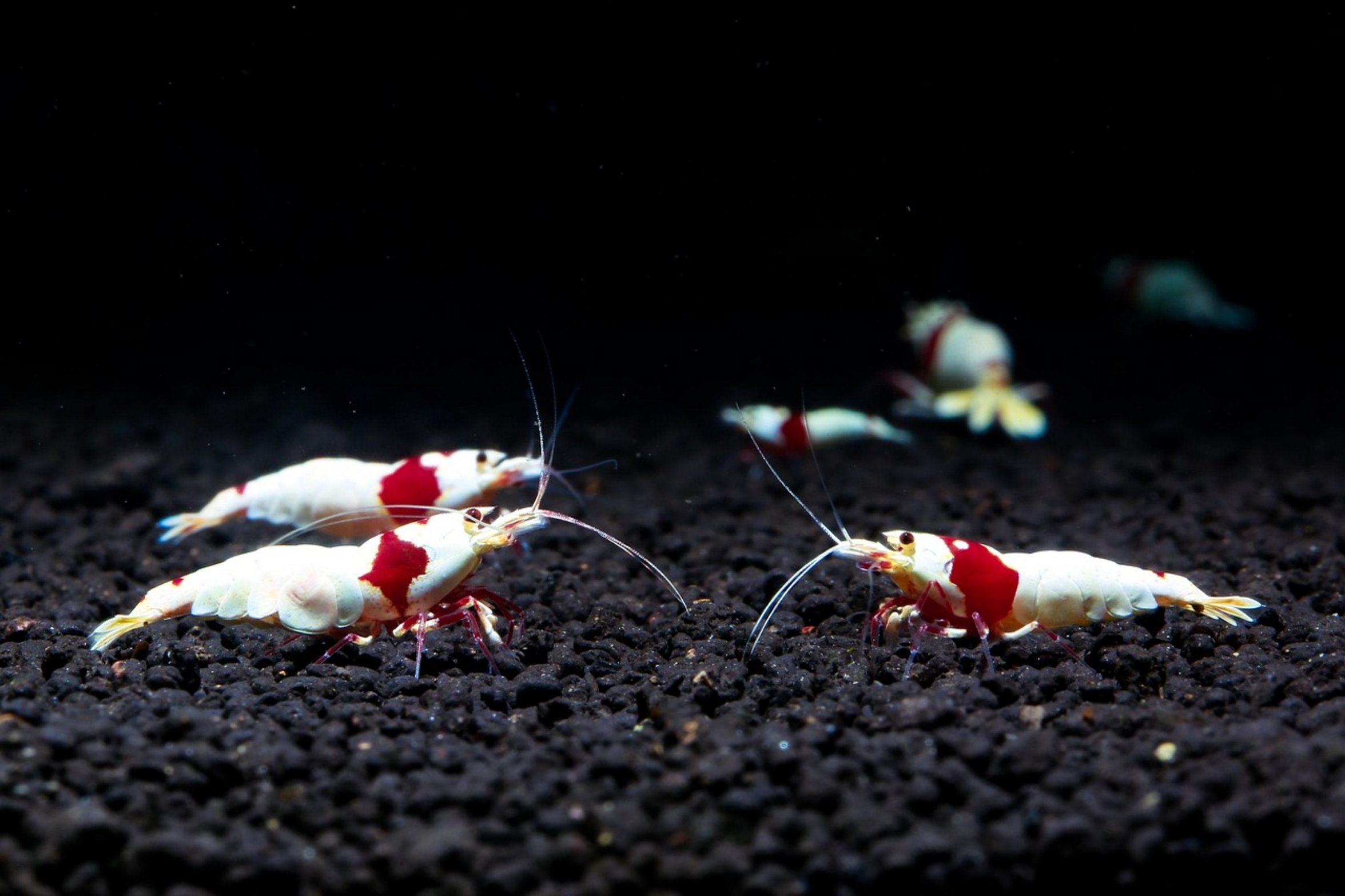 shrimp food pellets algae wafer shrimp food pellets algae wafer