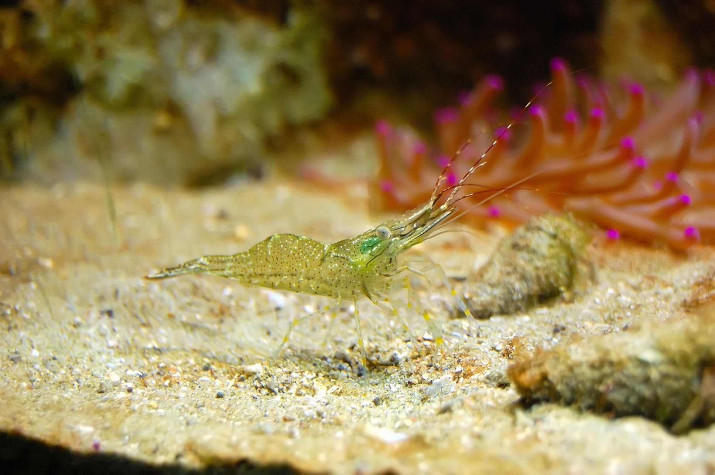 shrimp in aquarium shrimp in aquarium