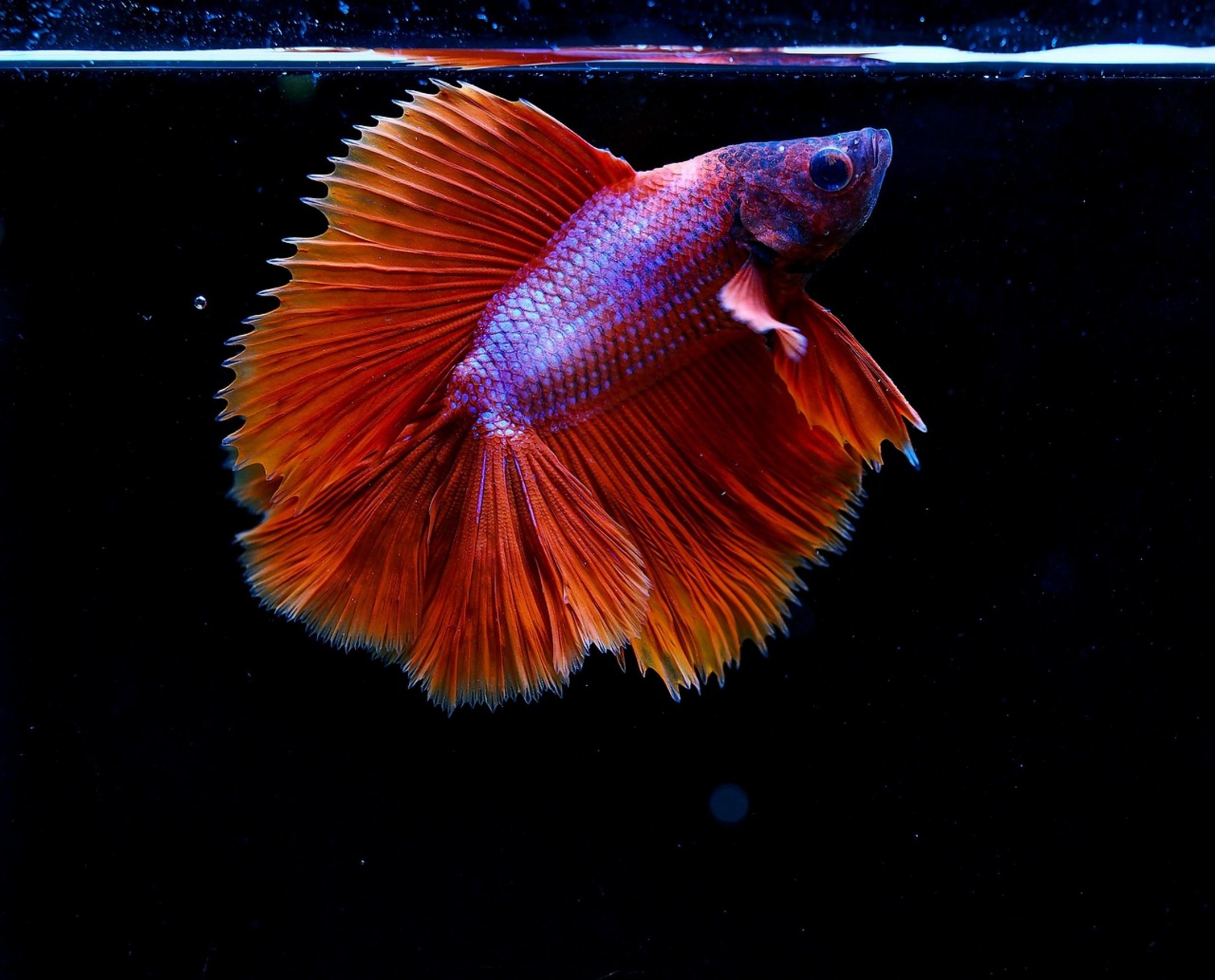 sick betta fish bottom sick betta fish bottom