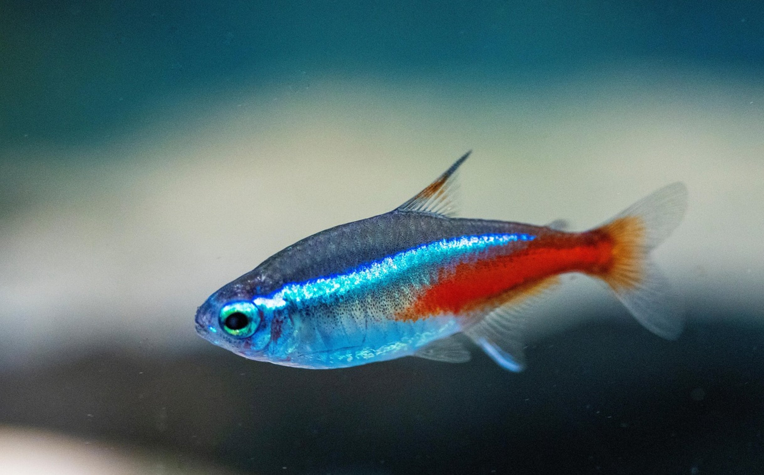 sick neon tetra fish sick neon tetra fish
