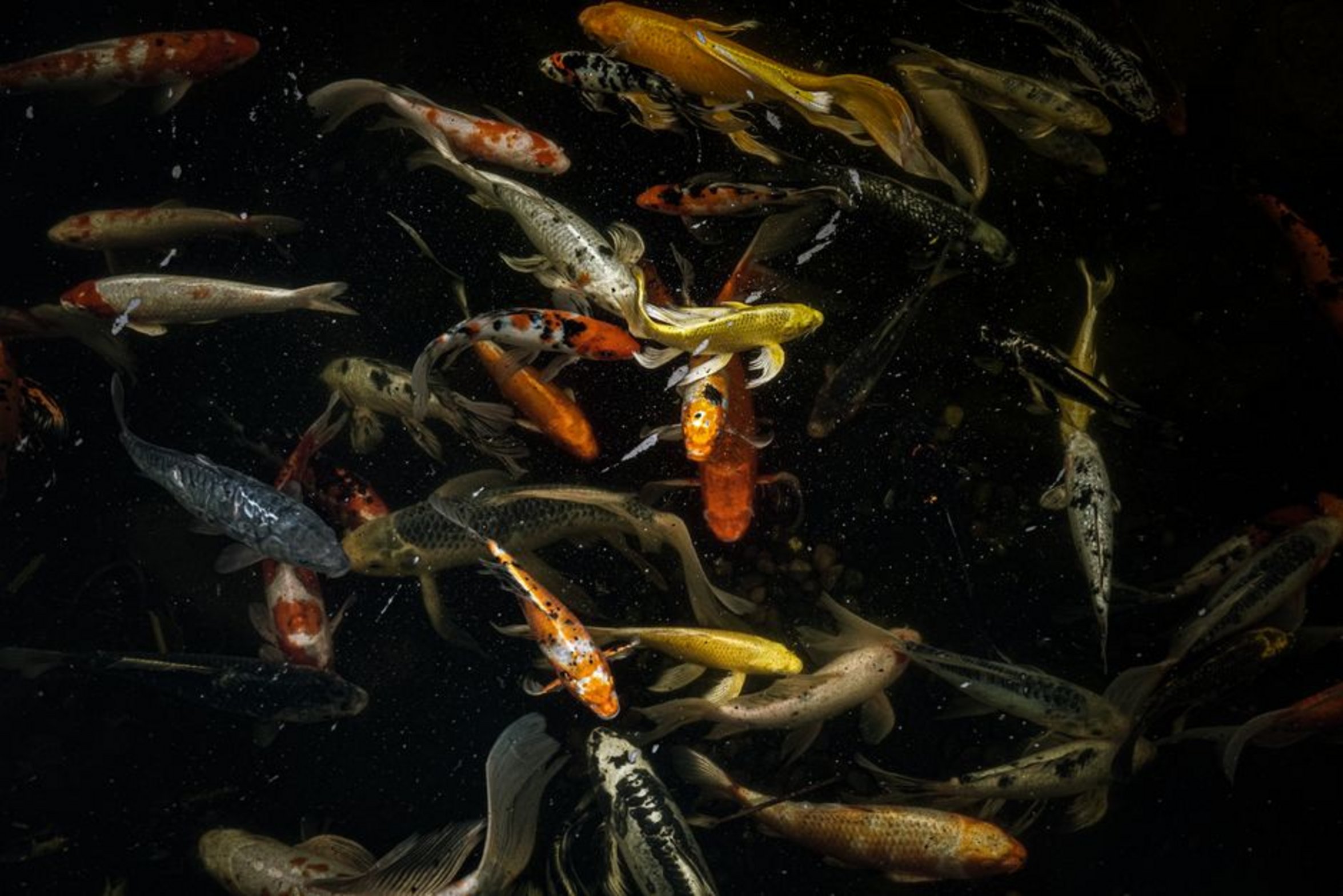 sinking fish food in tank sinking fish food in tank