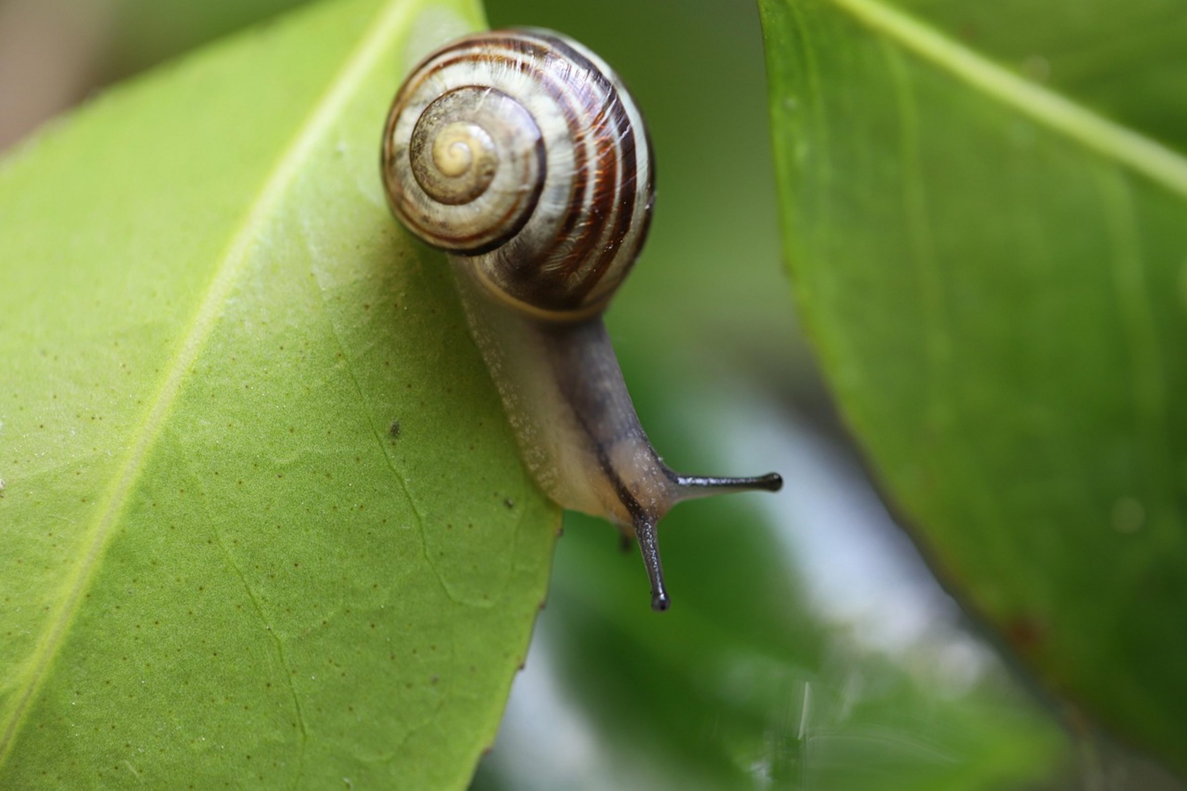 snail eggs in soil snail eggs in soil