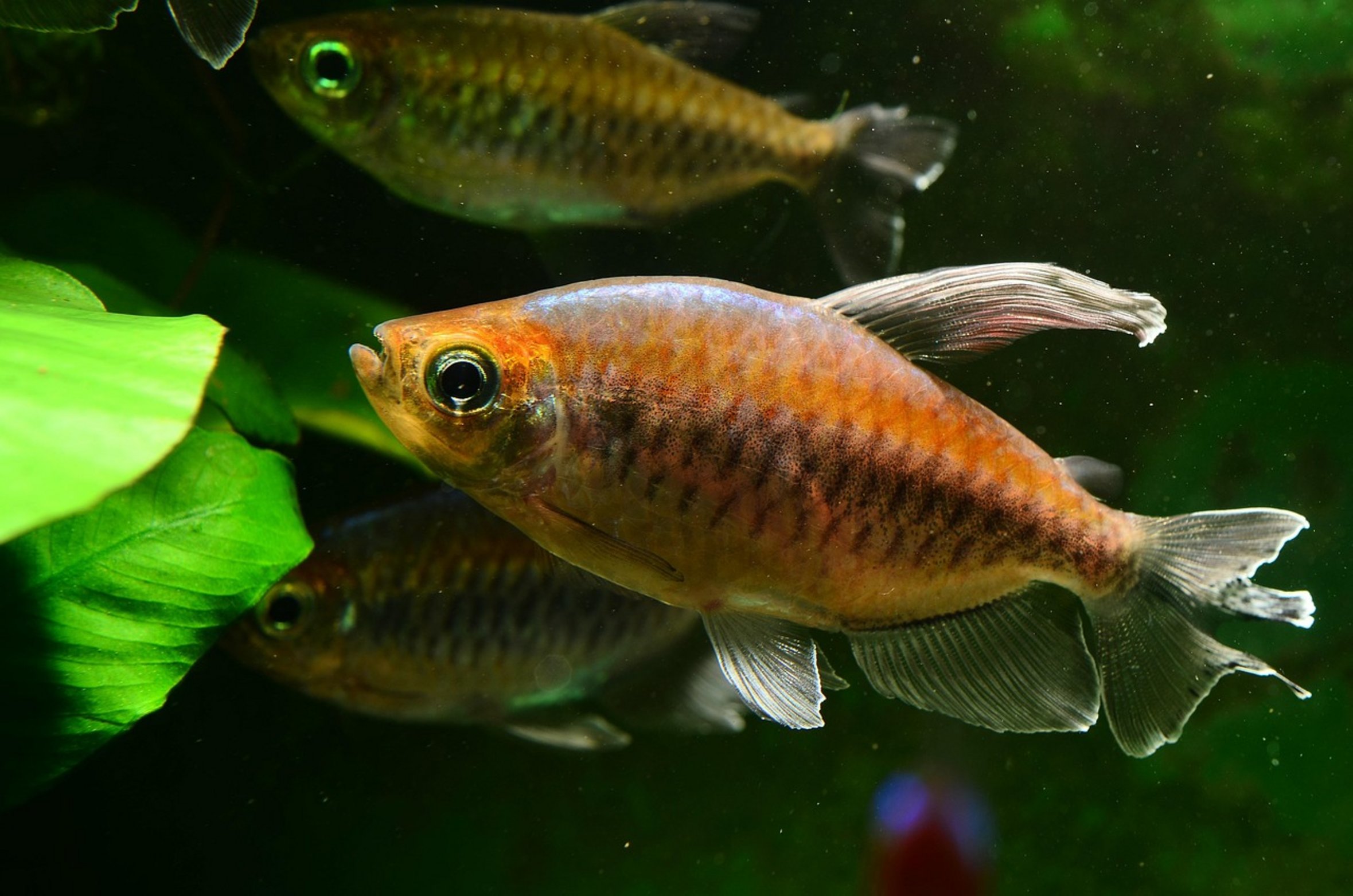 soft acidic aquarium water soft acidic aquarium water