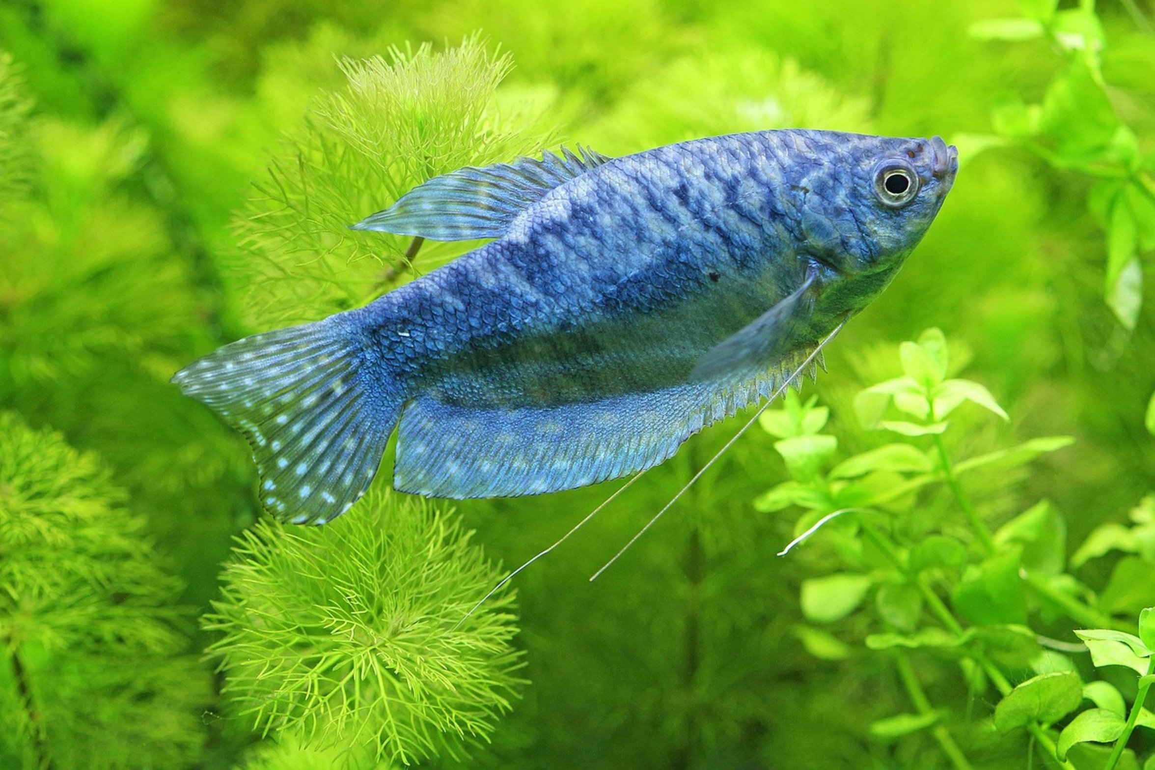sparkling gourami fish close-up sparkling gourami fish close-up