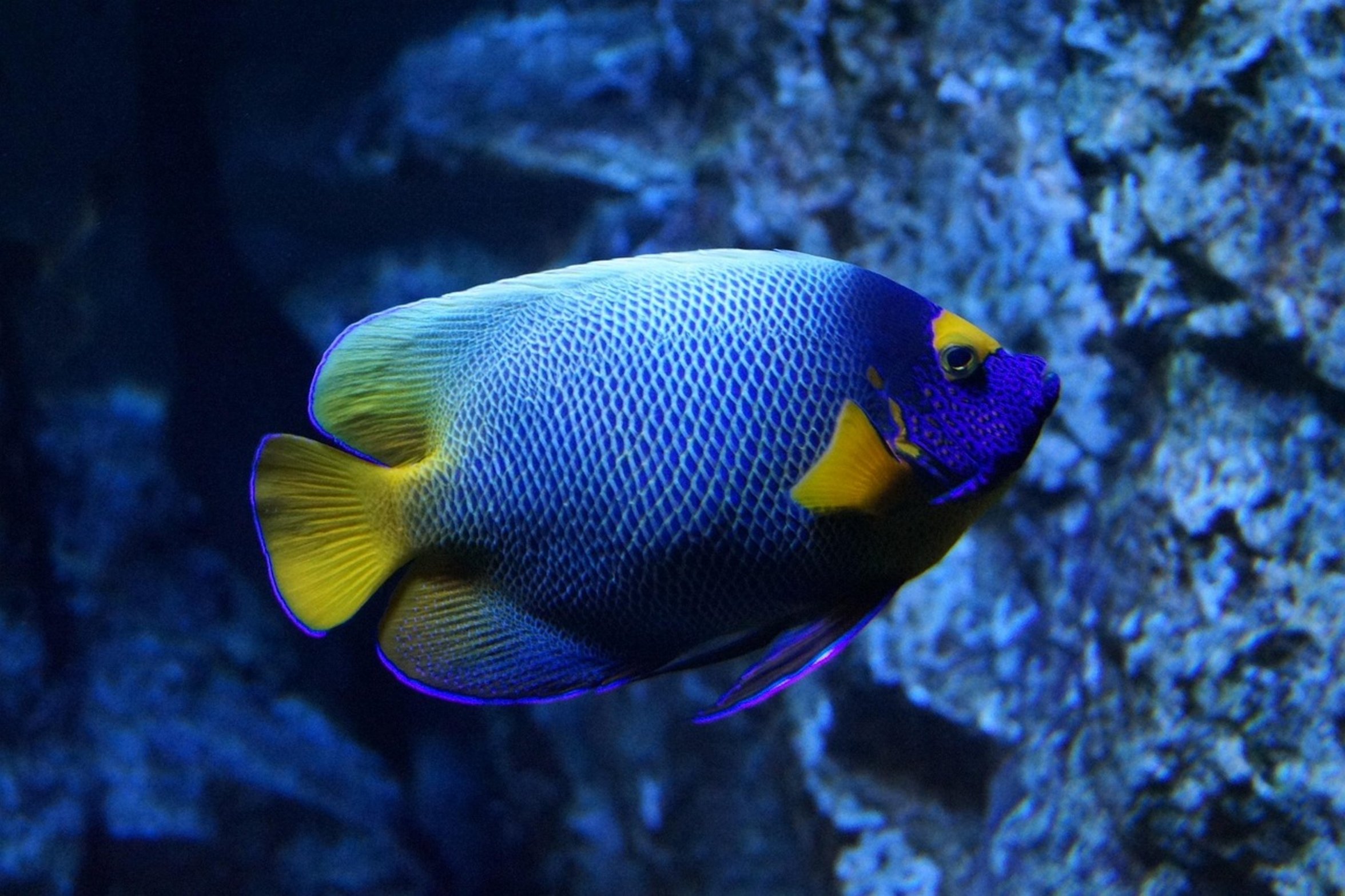 stressed fish in tank stressed fish in tank