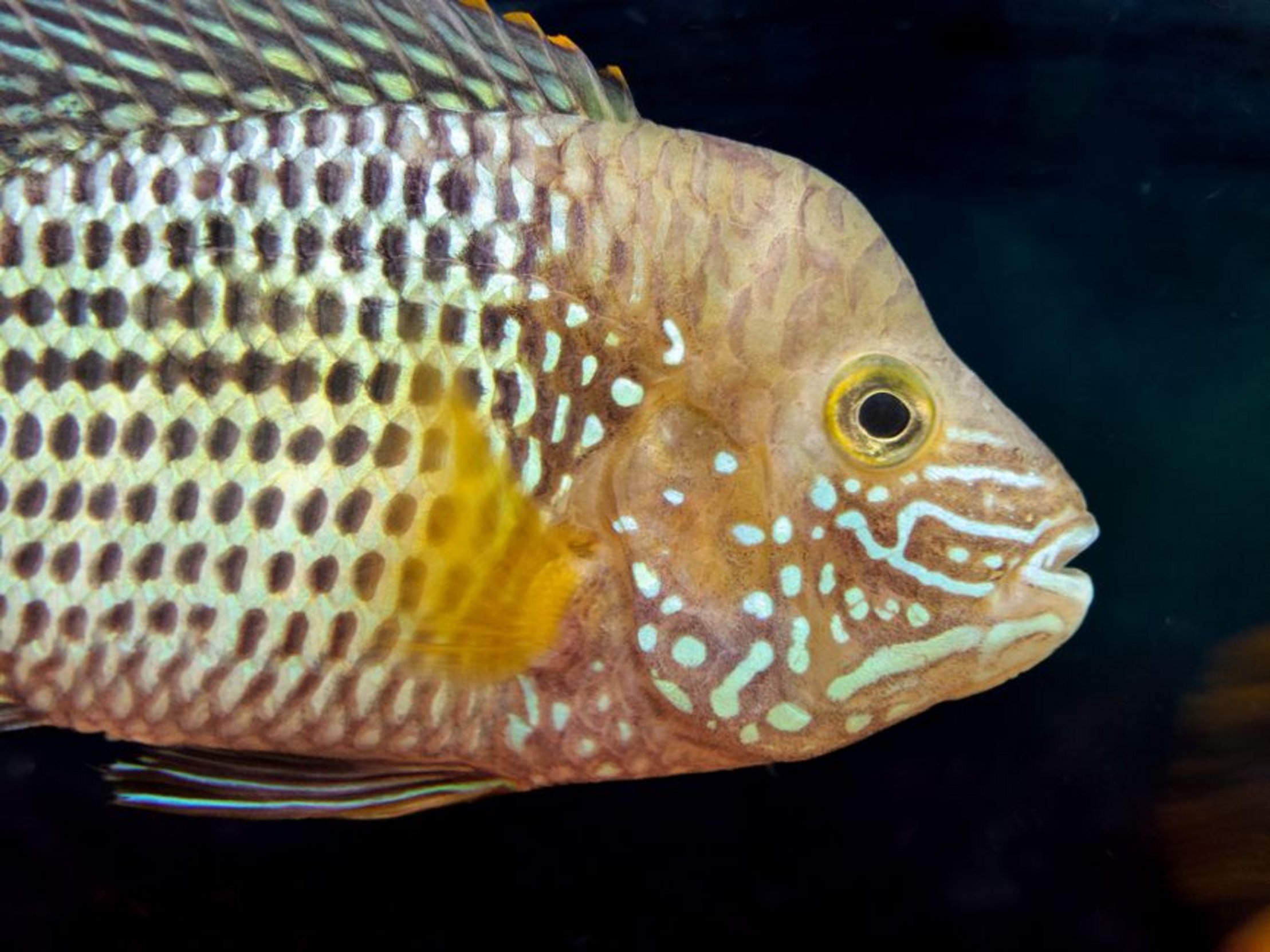 tiger oscar fish close up tiger oscar fish close up