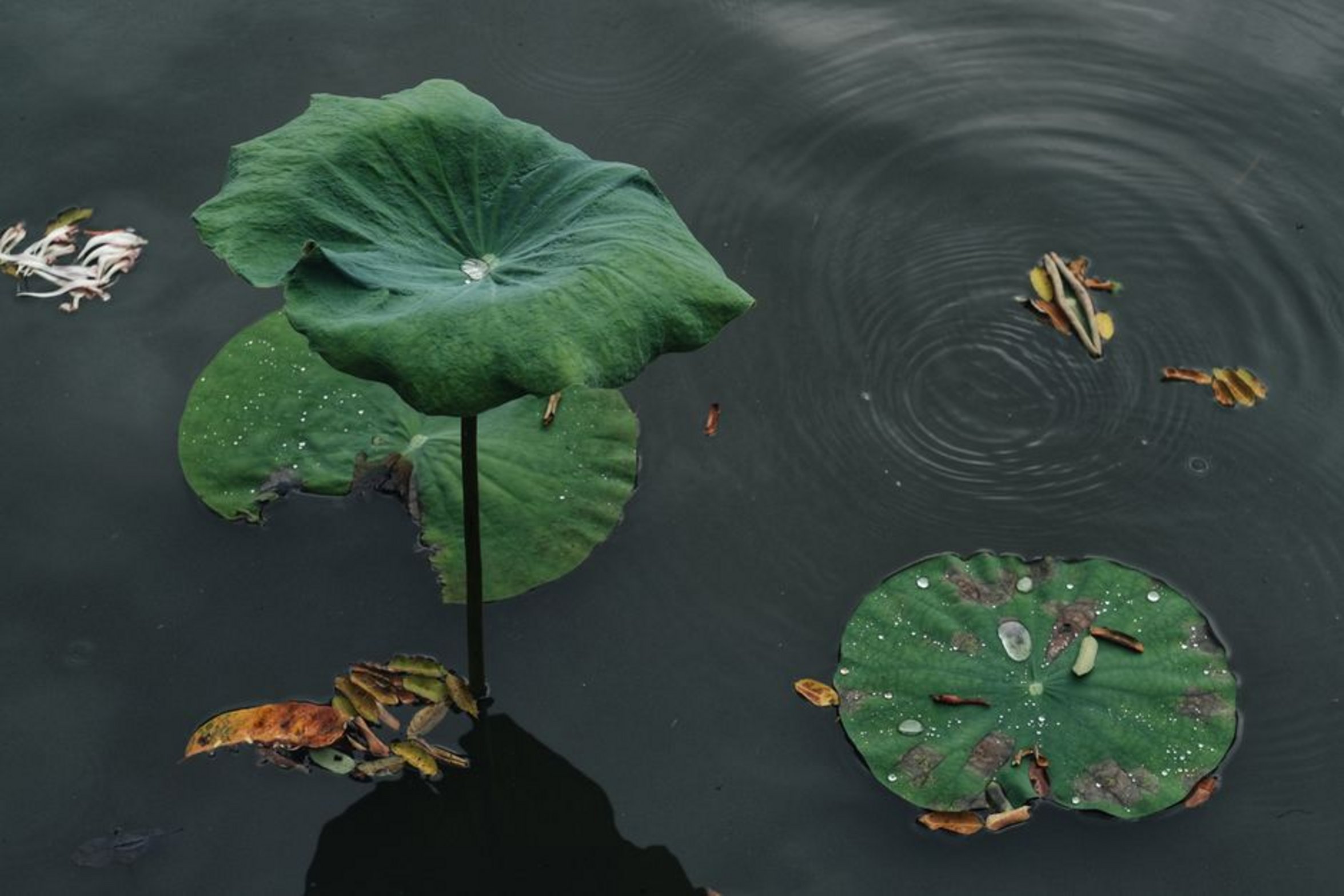 water lilies on pond water lilies on pond