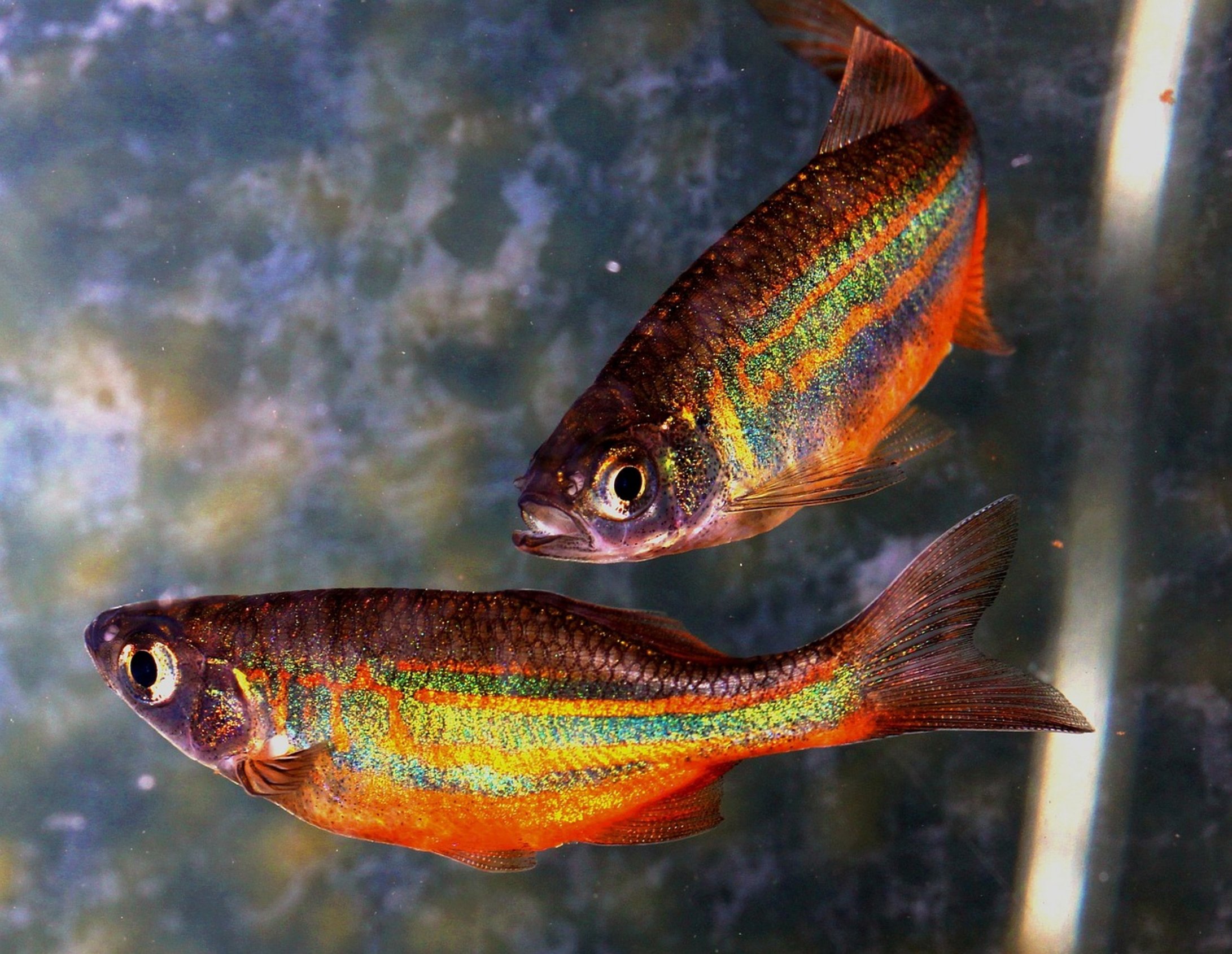 zebra danio fish tank zebra danio fish tank
